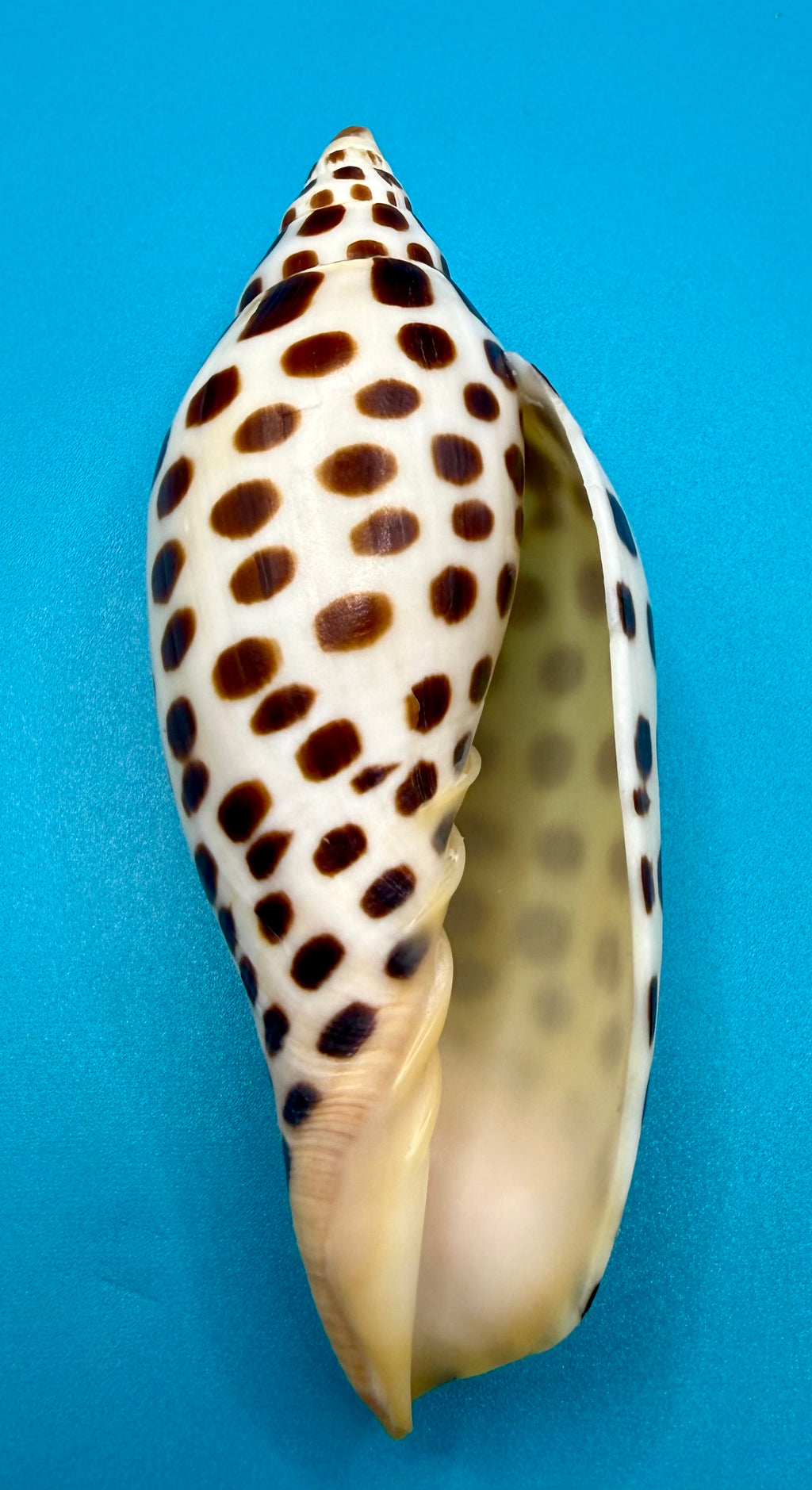 Scaphella junonia 114.8mm – Dry Tortugas Trap Collected – Tortugas Shell Collection