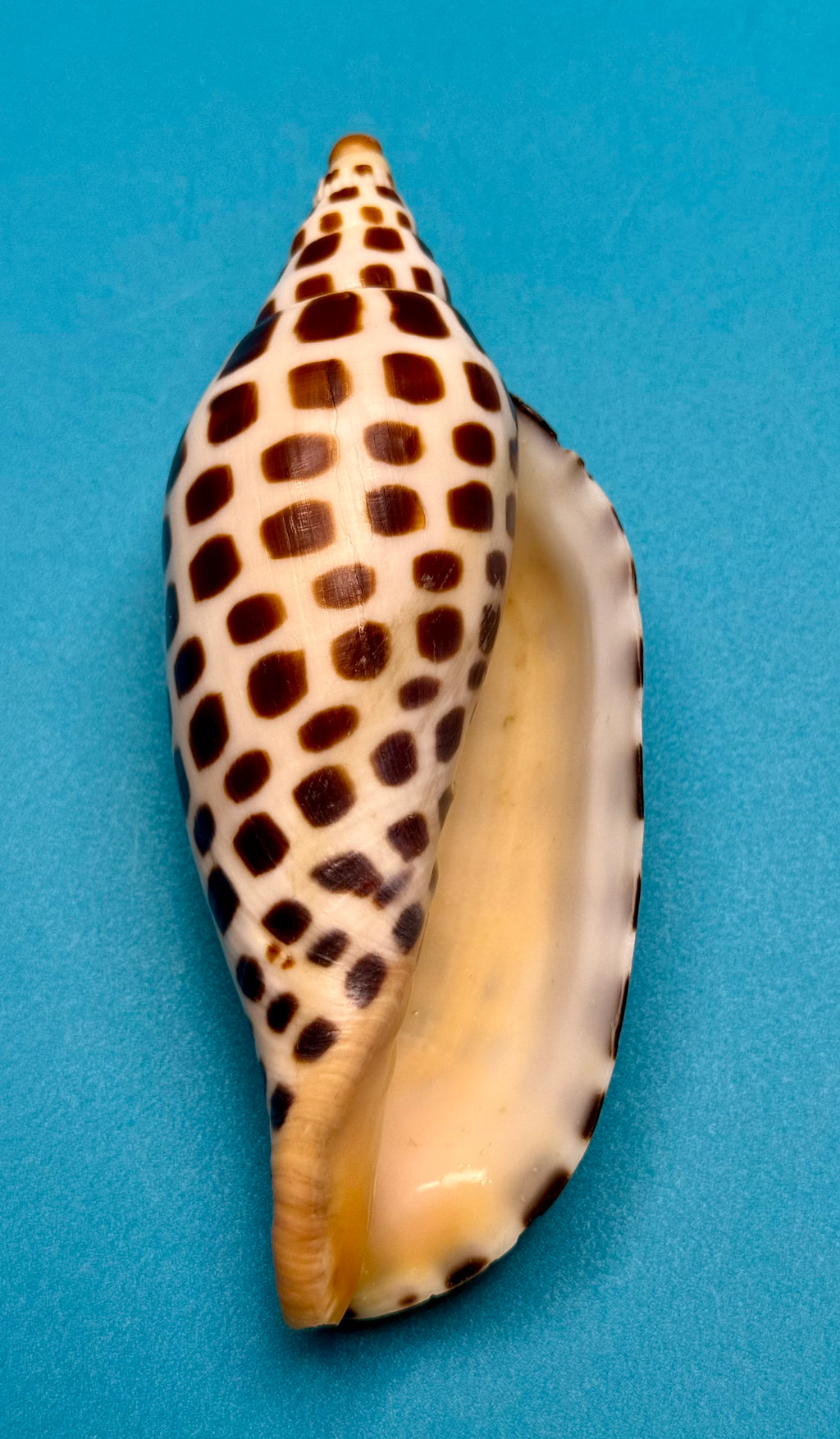 Scaphella junonia – Pulley Ridge, FL – 122.0 mm – #0643VOL-TSC