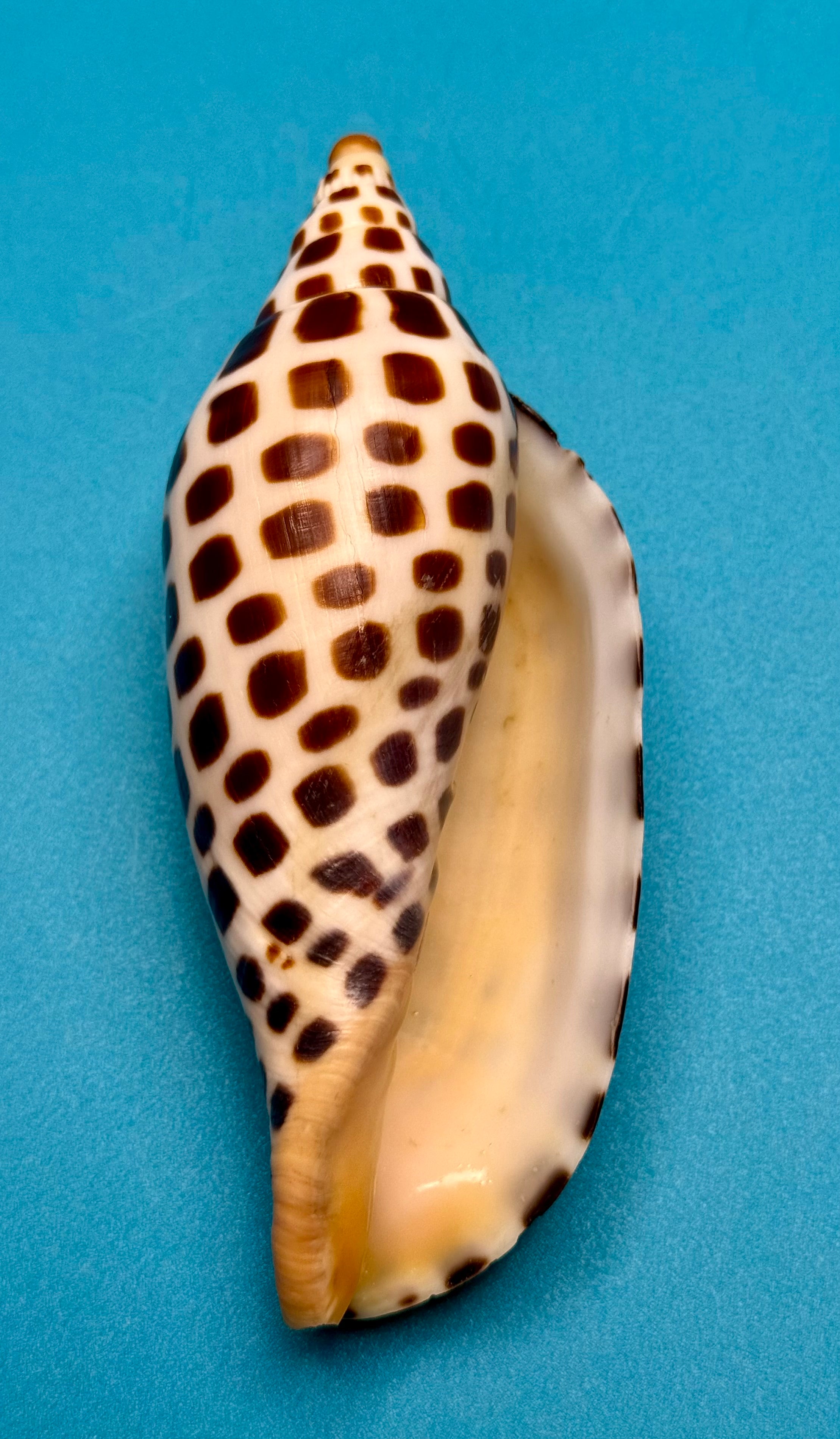 Scaphella junonia – Pulley Ridge, FL – 122.0 mm – #0643VOL-TSC