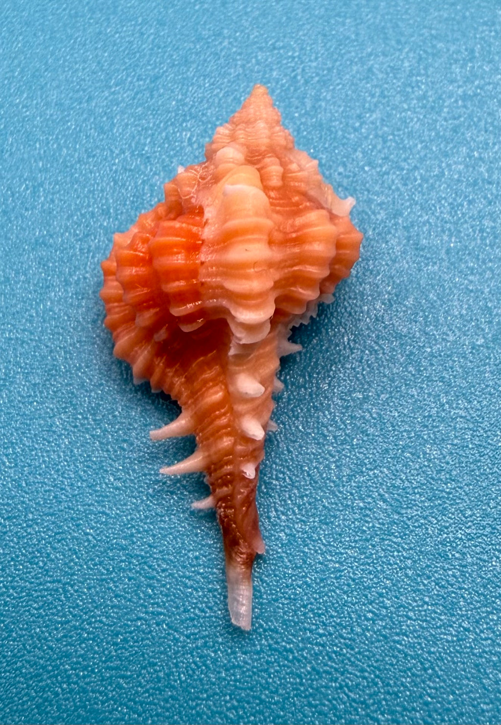 Vokesimurex ribidus – Dry Tortugas – 24.9mm