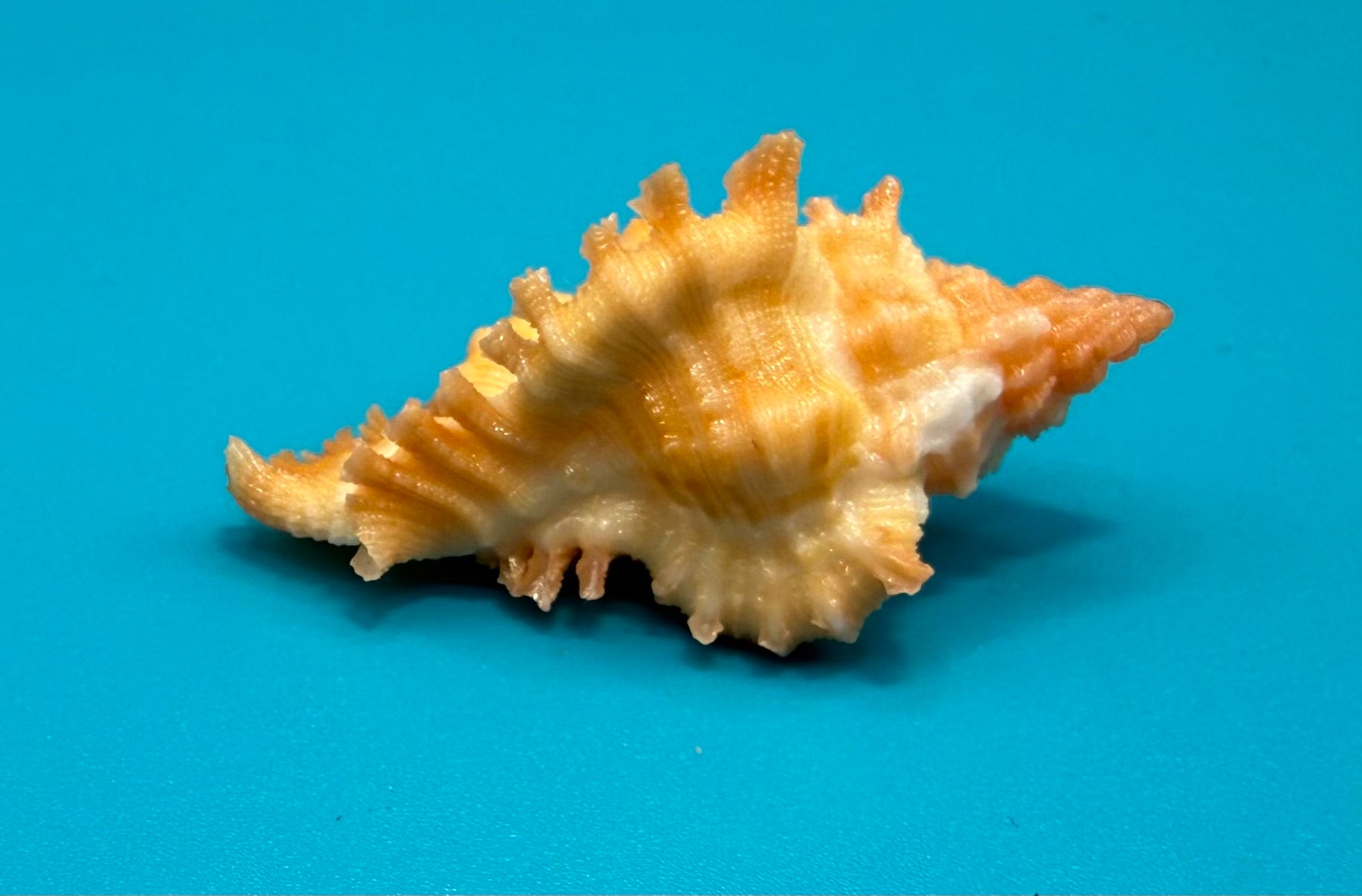 Chicoreus rachelcarsonae 39.2mm – Pulley Ridge – TSC