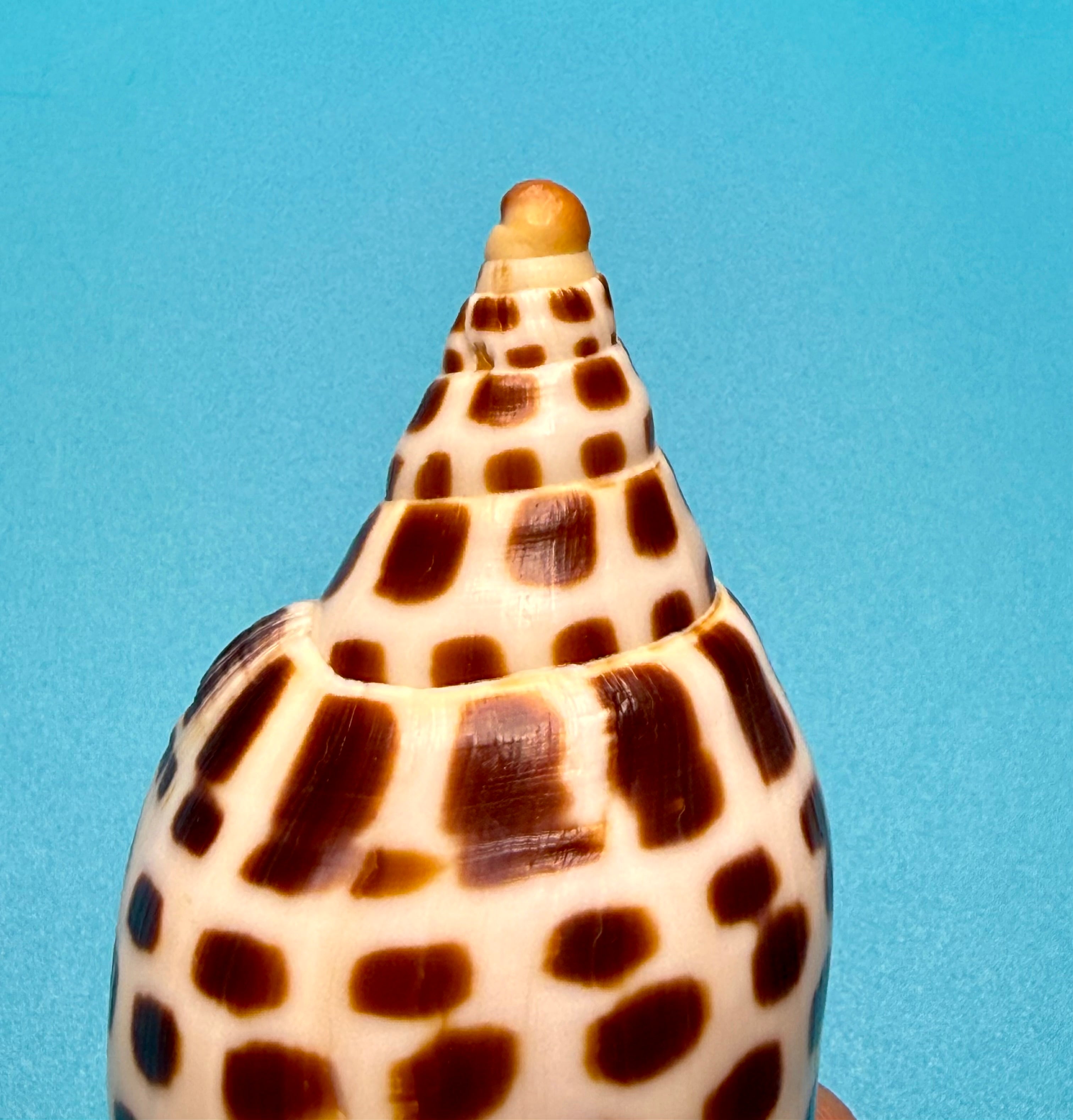 Scaphella junonia – Pulley Ridge, FL – 122.0 mm – #0643VOL-TSC