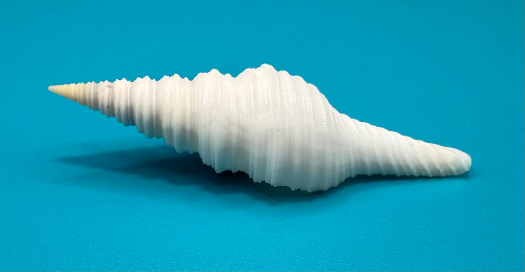 Polystira albida 59.5mm – Dry Tortugas Turrid – Rivera Coll.