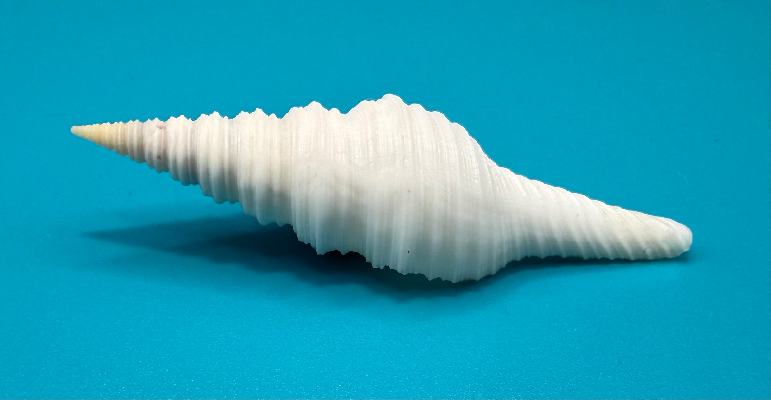 Polystira albida 59.5mm – Dry Tortugas Turrid – Rivera Coll.