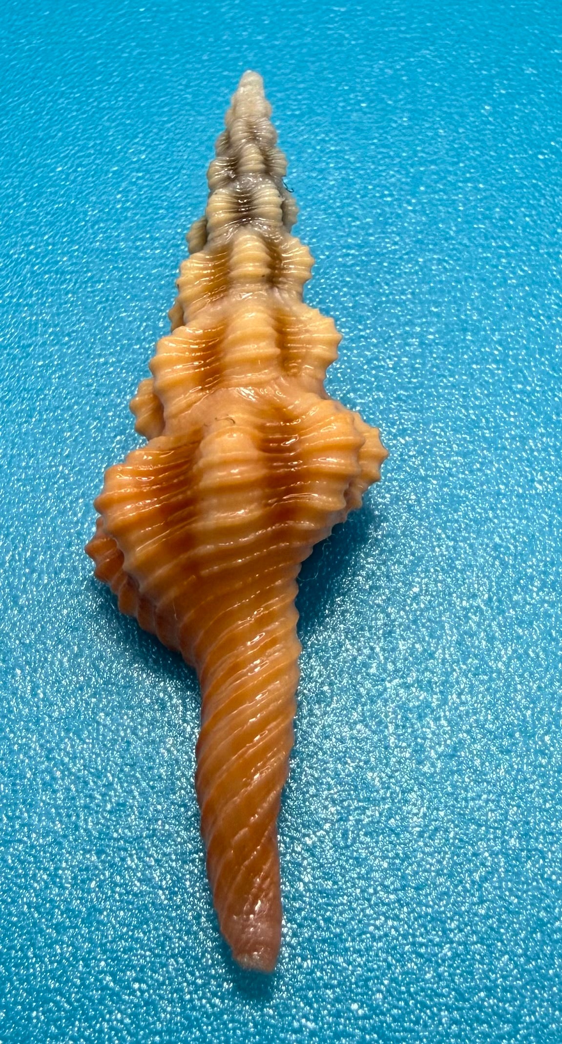 Aristofusus excavatus 29.7mm – Pulley Ridge – Rivera Coll.