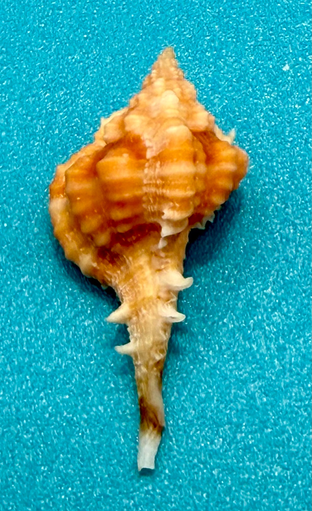 Vokesimurex rubidus (F.C. Baker, 1897) – 29.0mm | Dry Tortugas Deep Water | Tortugas Shell Collection