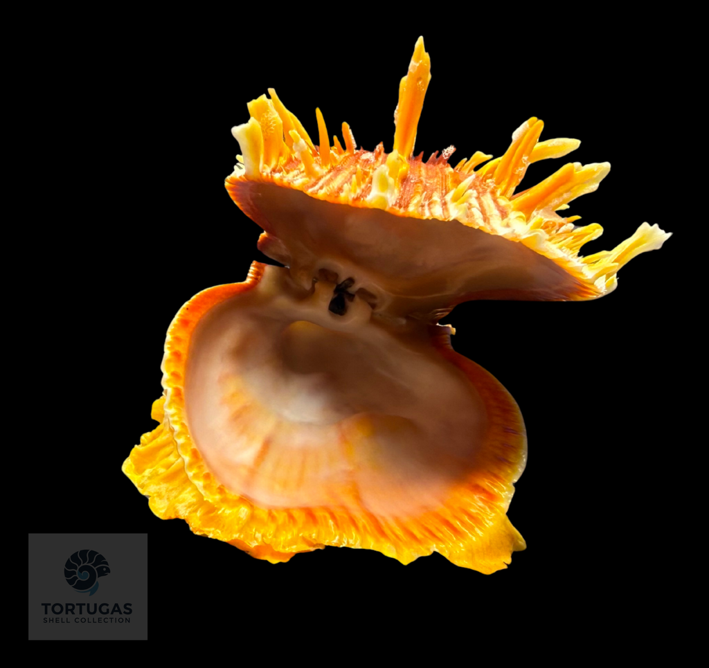 Spondylus tenuis – 67.6 mm – Panama City Beach, FL
