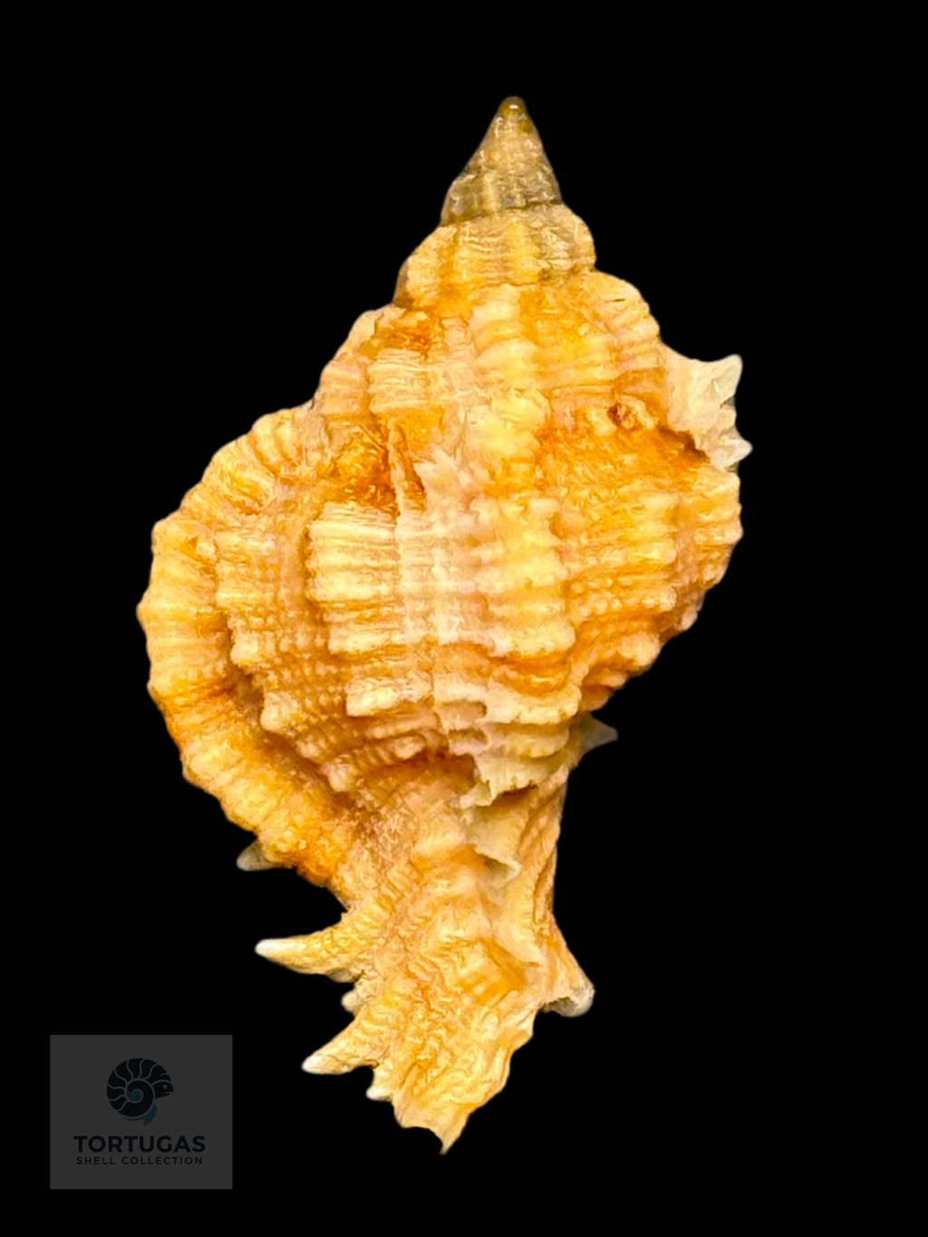 Phyllonotus whymani Petuch & Sargent, 2011 TSC#0789