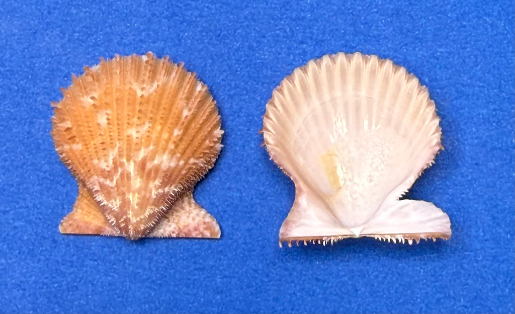 Lindapecten muscosus – Spiny Scallop Matched Pair – Pulley Ridge – 25.4mm