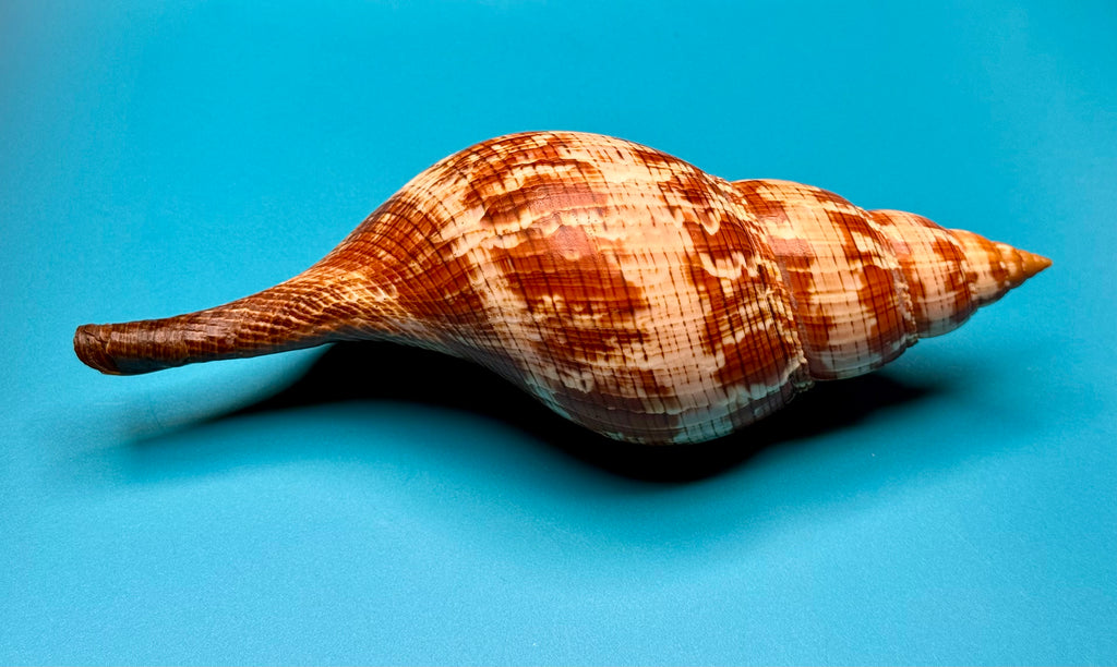 Fasciolaria riverai – Dry Tortugas, FL – 247.6 mm – #0614FAS-TSC