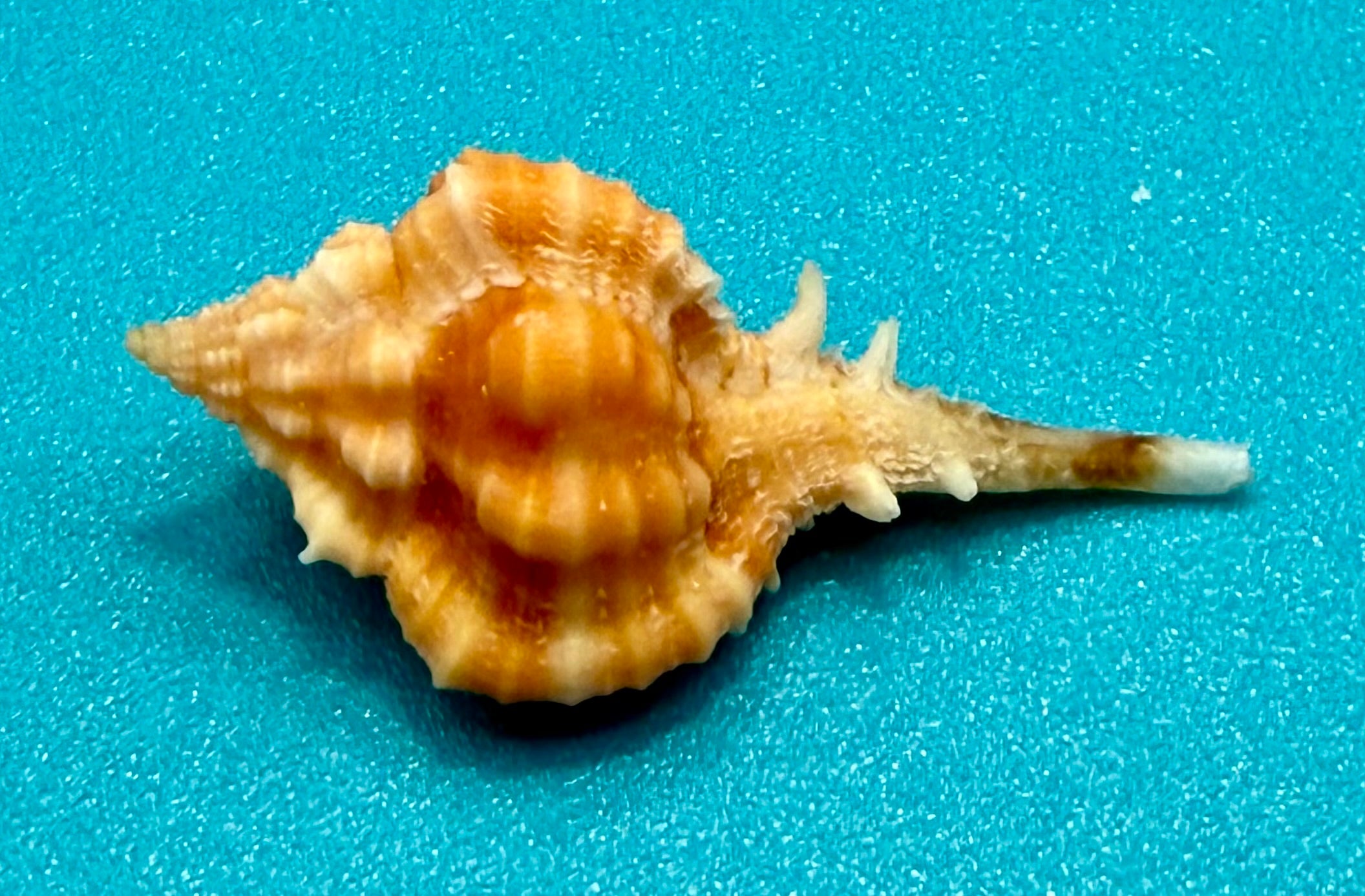 Vokesimurex rubidus (F.C. Baker, 1897) – 29.0mm | Dry Tortugas Deep Water | Tortugas Shell Collection