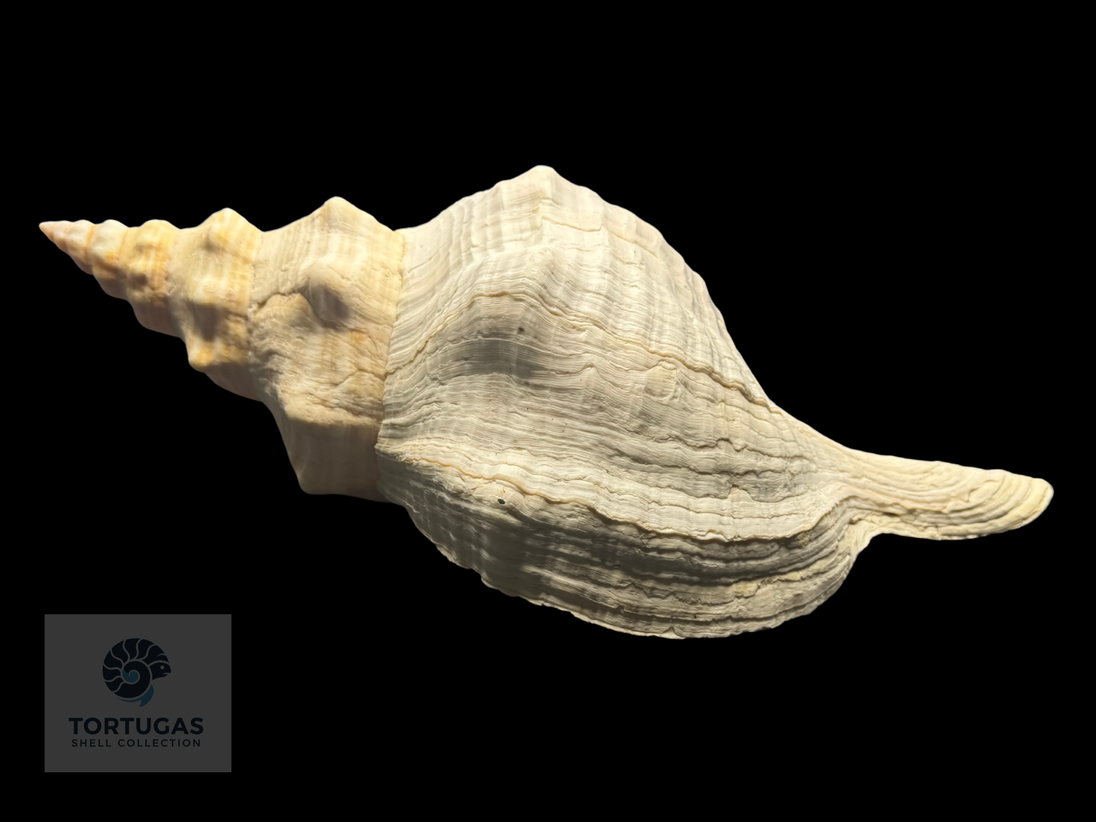 Triplofusus giganteus – Horse Conch – 17.24” (438 mm) – Operculum Included