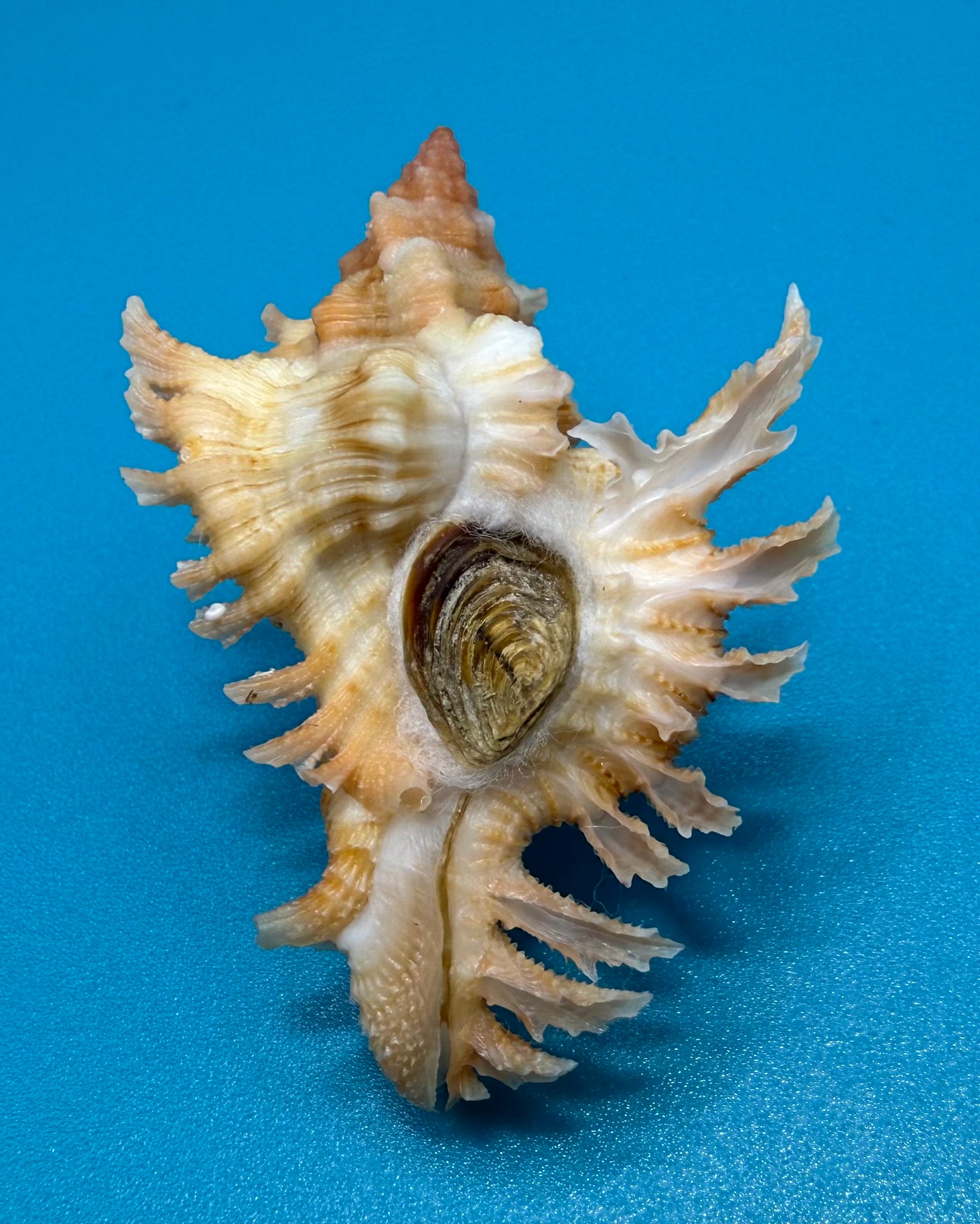 Chicoreus riverai 43.6mm – Pulley Ridge – TSC