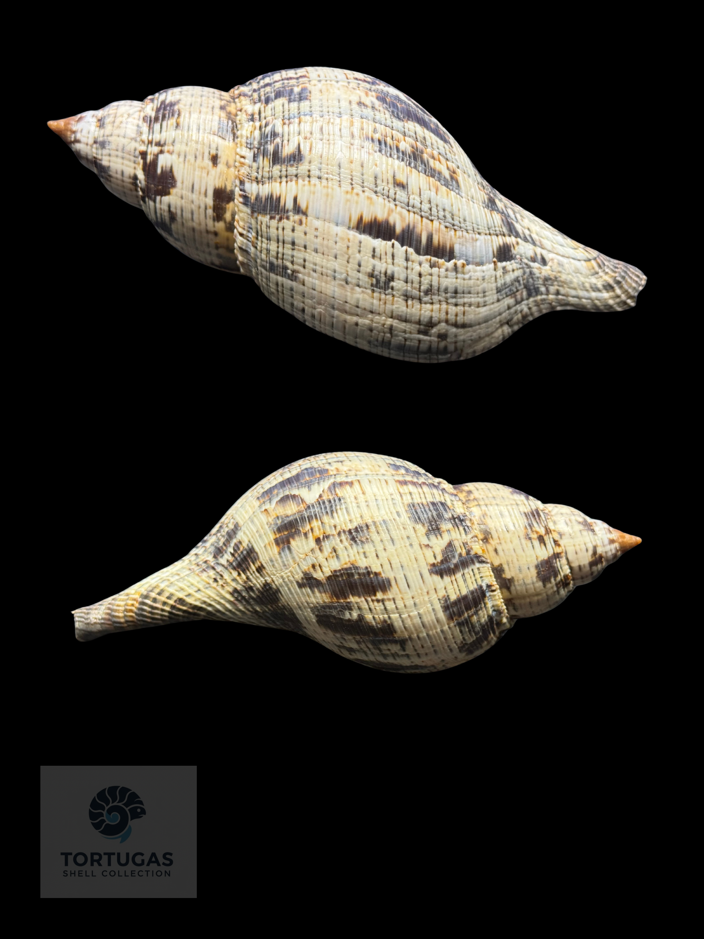 Fasciolaria tulipa f. scheepmakeri Kobelt, 1875– 150 mm – Dry Tortugas, Florida