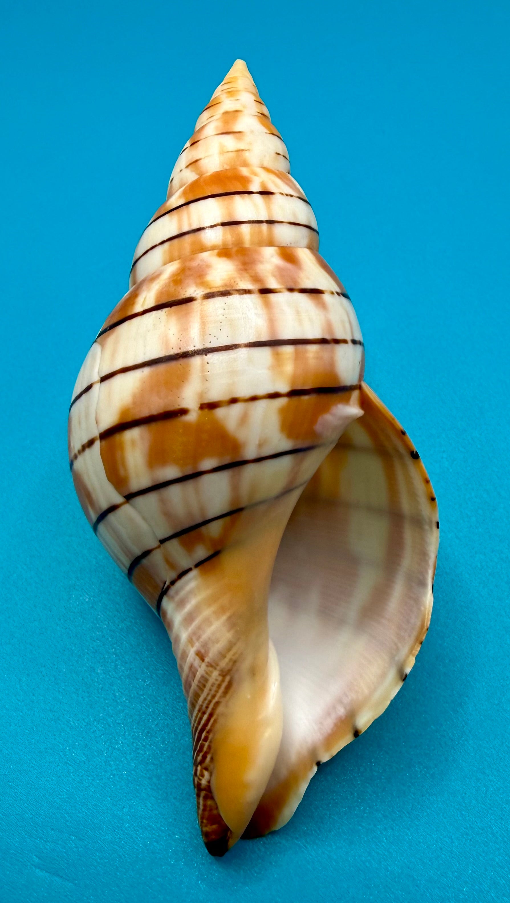 Cinctura tortugana 103.9mm – Pulley Ridge (260 ft) Trap Collected – Dry Tortugas – Tortugas Shell Collection