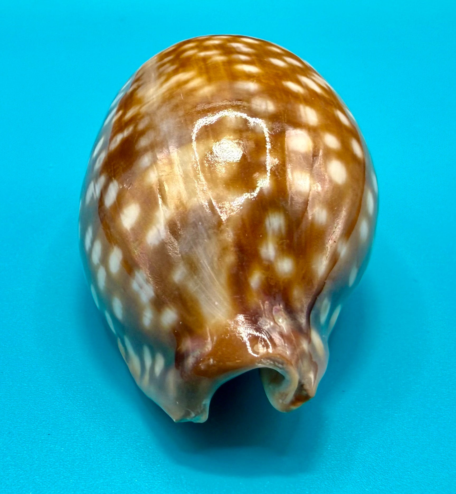 Macrocypraea zebra 81.3mm – Dry Tortugas – Rivera Coll.
