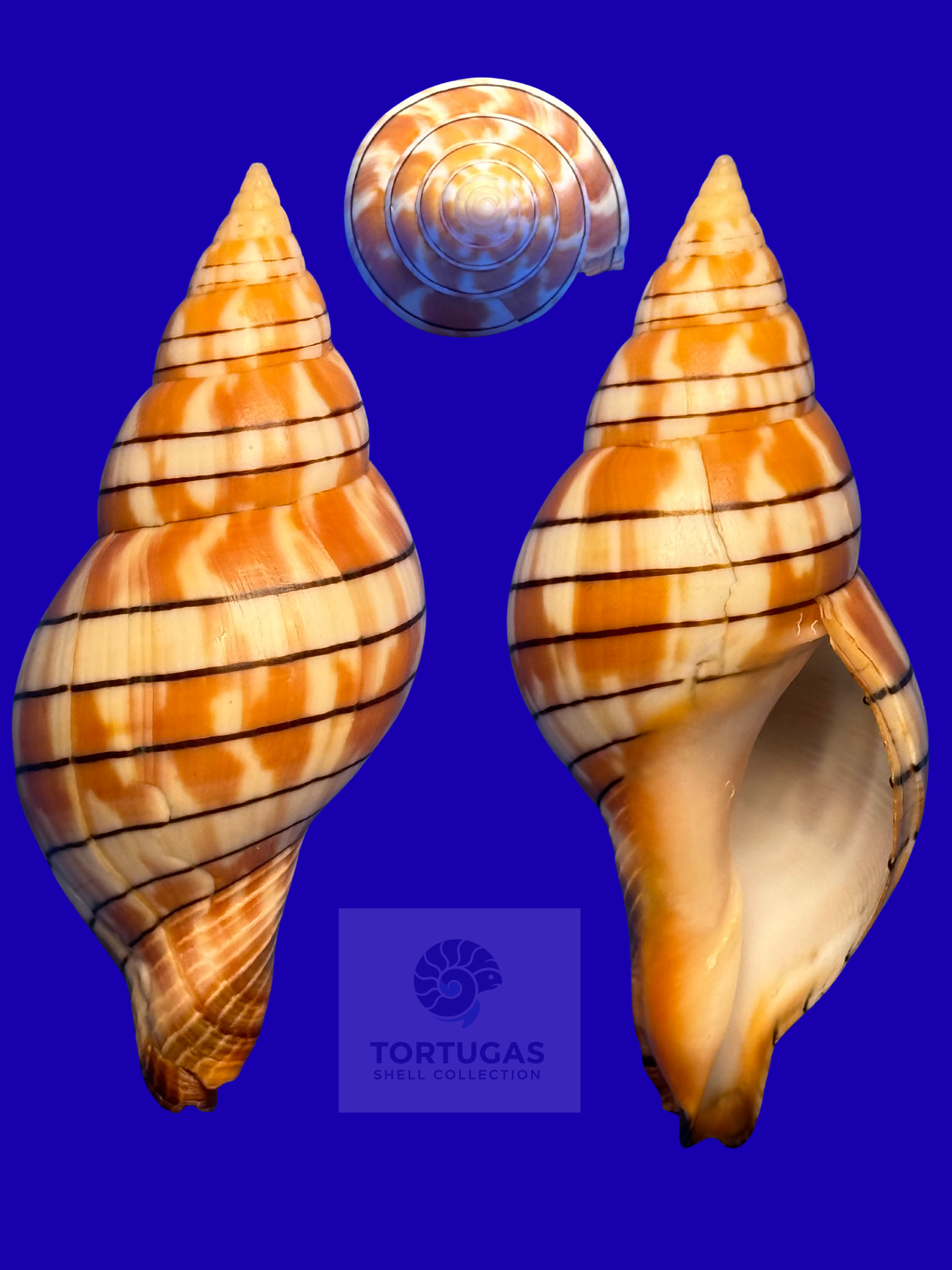 Cinctura tortugana – Dry Tortugas, FL – 90.2 mm – #0202FAS-TSC