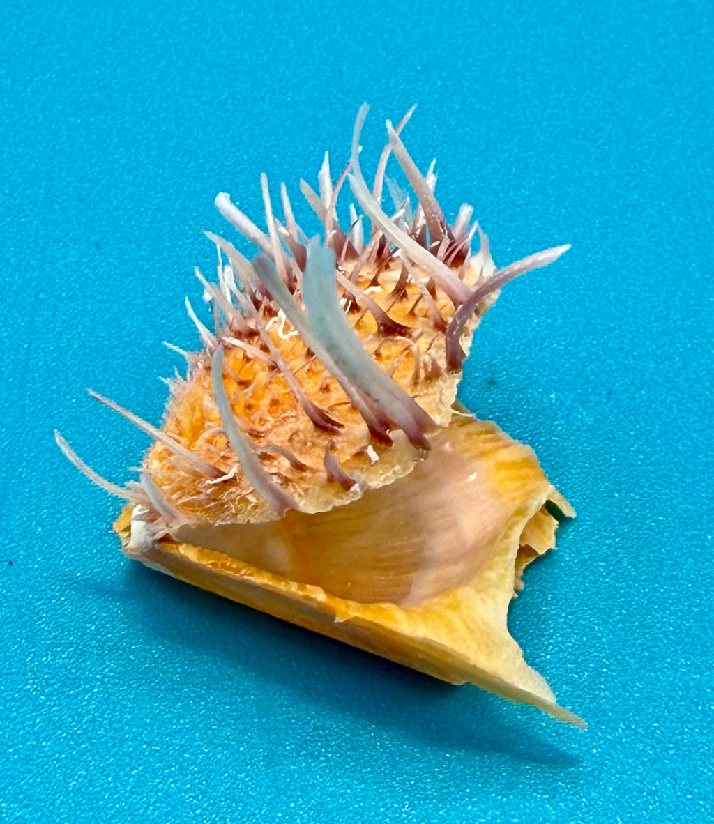 Spondylus americanus – Pulley Ridge – Juvenile – 24.8 mm