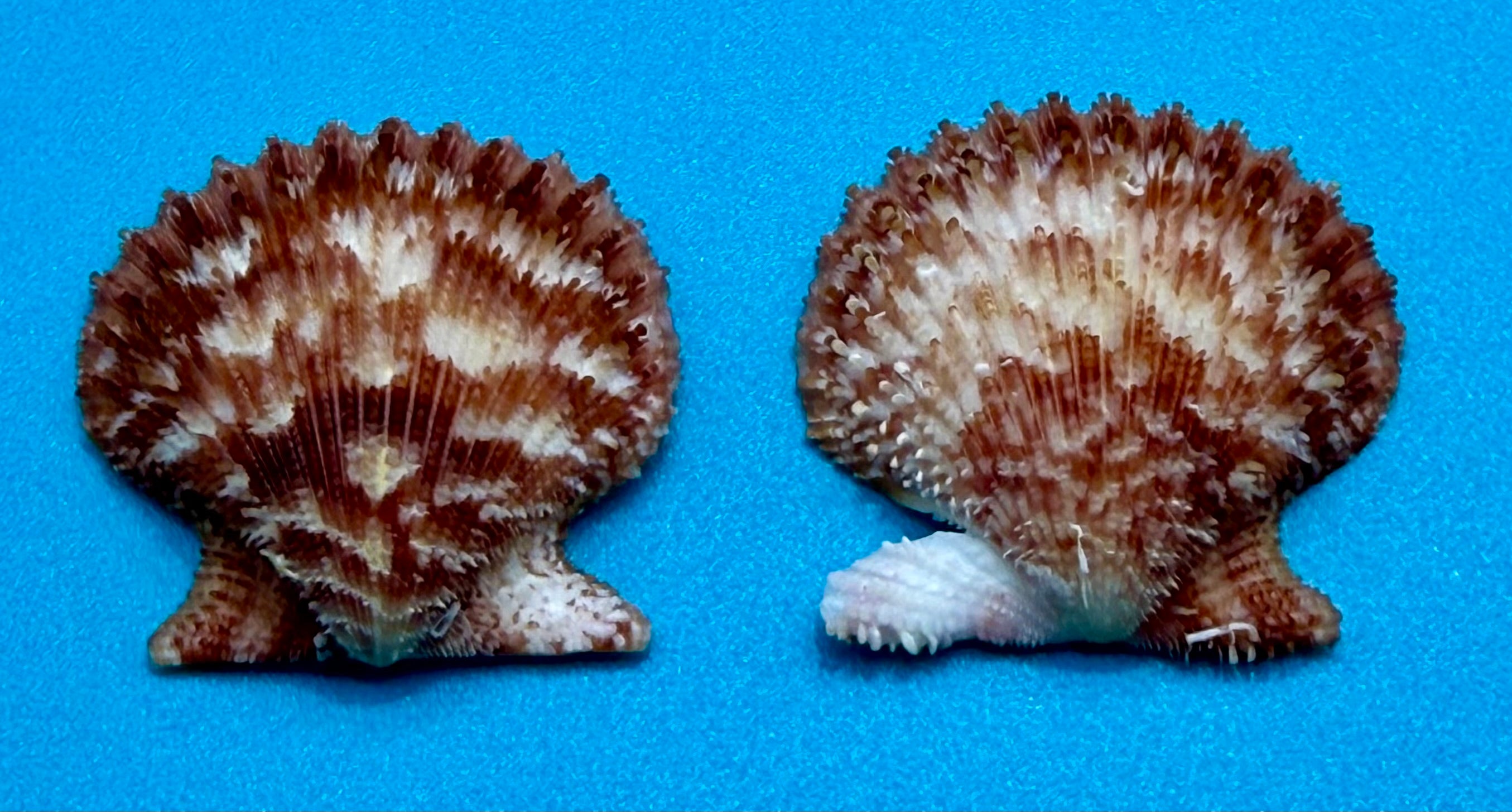 Lindapecten muscosus (W. Wood, 1828) – Pair 30.5mm - Pink Form -Tortugas Shell Collection
