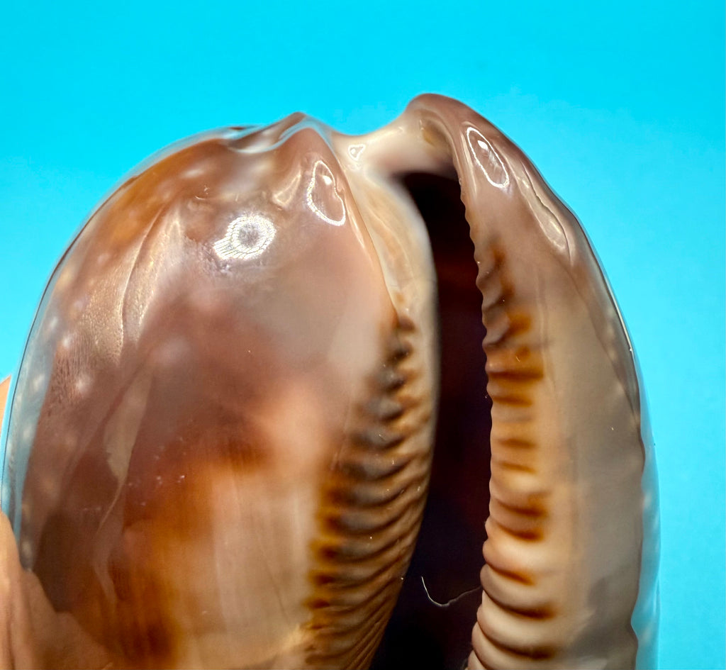 Macrocypraea cervus (Linnaeus, 1771) — 130mm | Dry Tortugas, FL | Tortugas Shell Collection