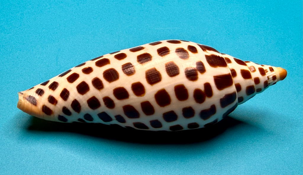 Scaphella junonia – Pulley Ridge, FL – 122.0 mm – #0643VOL-TSC