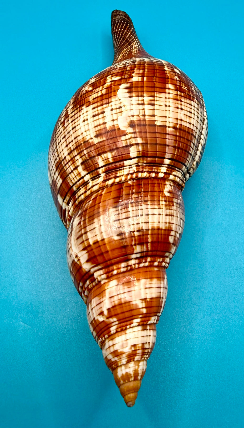 Fasciolaria riverai 206.3mm – Recently Described 2026 – Named After the Collector – Tortuga Terrace – Rivera Provenance