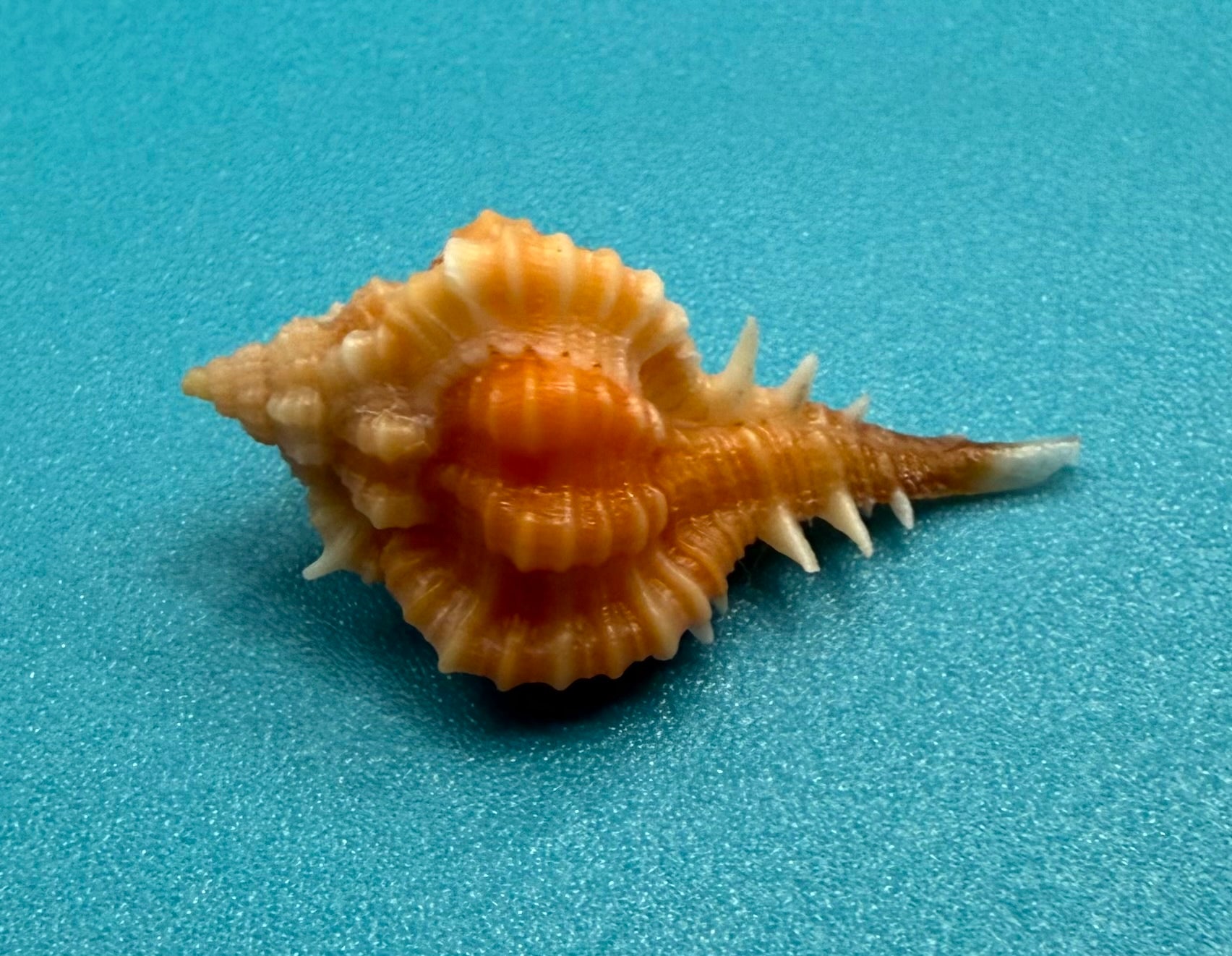 Vokesimurex ribidus – Dry Tortugas – 24.9mm