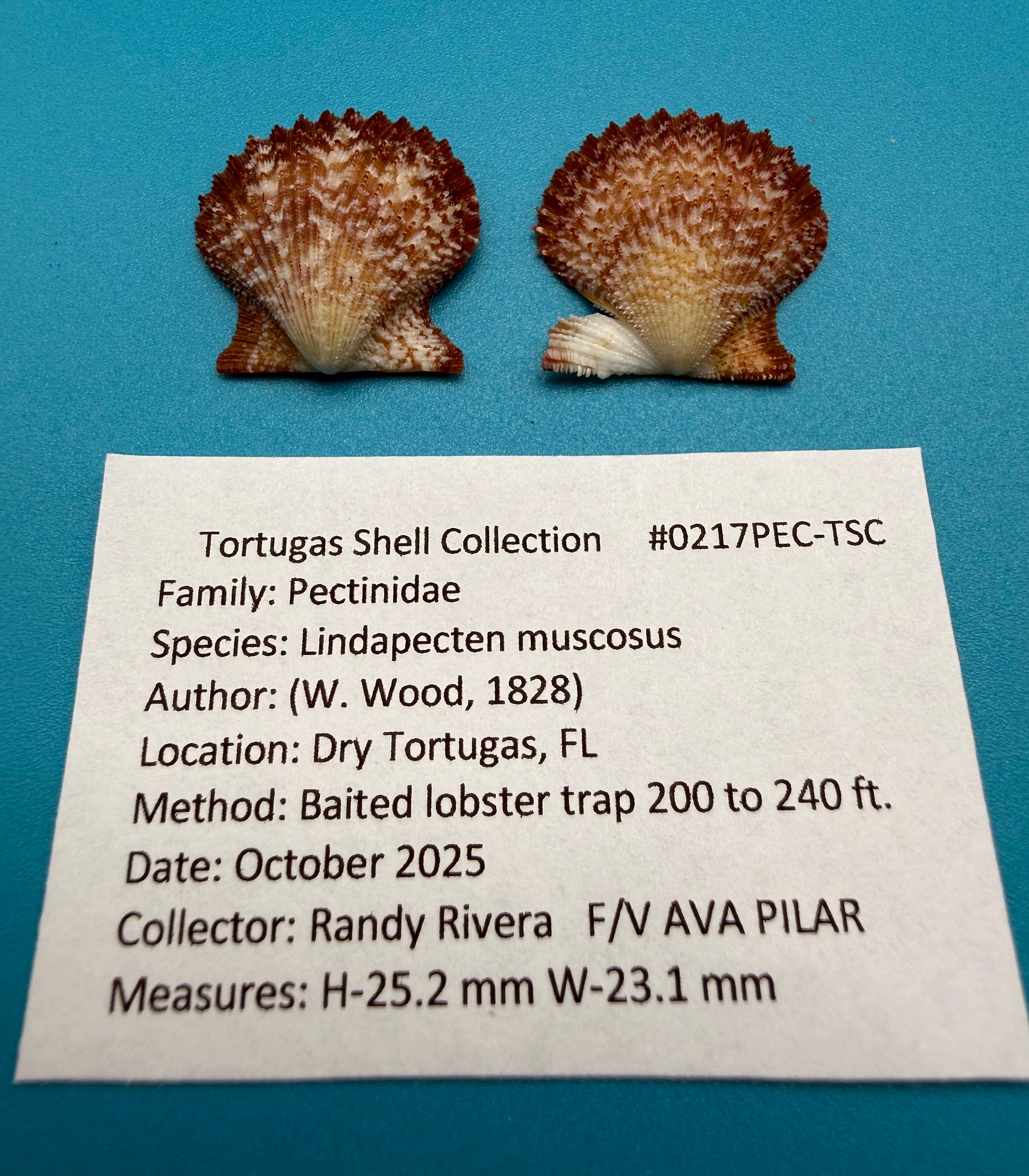 Lindapecten muscosus – Scallop – Dry Tortugas – 25.2mm – Matched Pair
