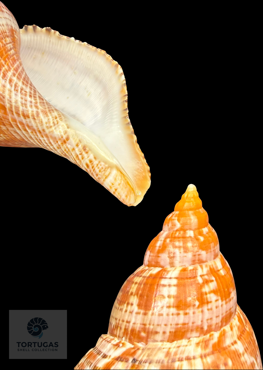 Fasciolaria bittneri Petuch & Berschauer, 2023 122.7mm Dry Tortugas
