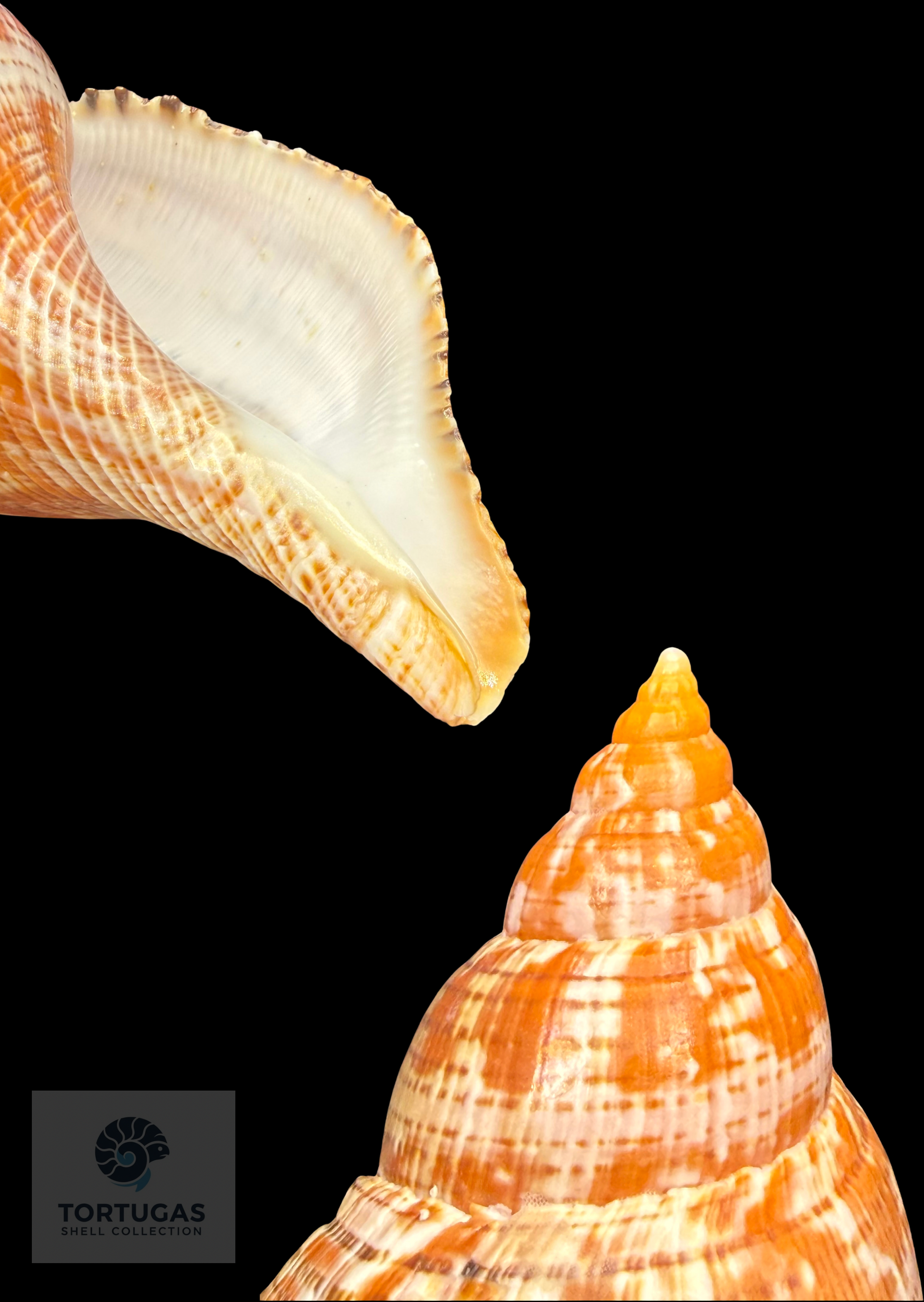 Fasciolaria bittneri Petuch & Berschauer, 2023 122.7mm Dry Tortugas