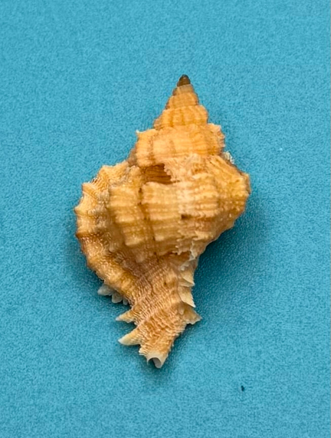 Phyllonotus whymani – Pulley Ridge, Dry Tortugas – 29.4 mm – Rare Deepwater Muricid