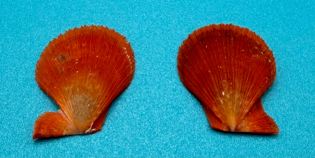 Caribachlamys sentis – Scallop – Dry Tortugas – 19.4mm – Matched Pair