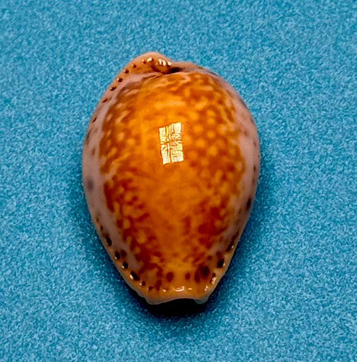 Naria acicularis – Yellow Cowrie – Pulley Ridge – 22.1mm – #0603CYP-TSC