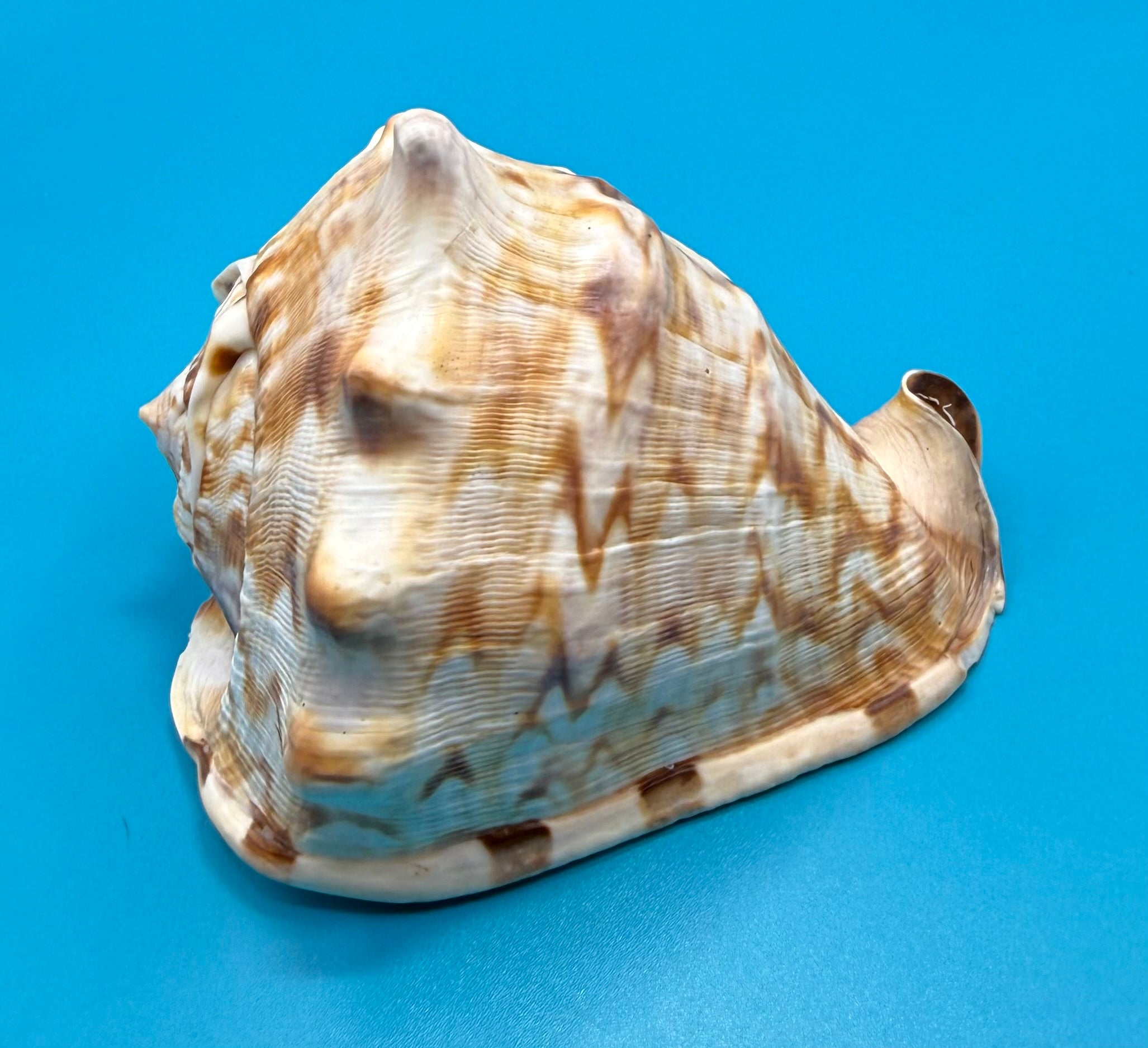 Cassis tuberosa 76.6mm – King Helmet – Dry Tortugas Trap Collected – Rivera Provenance