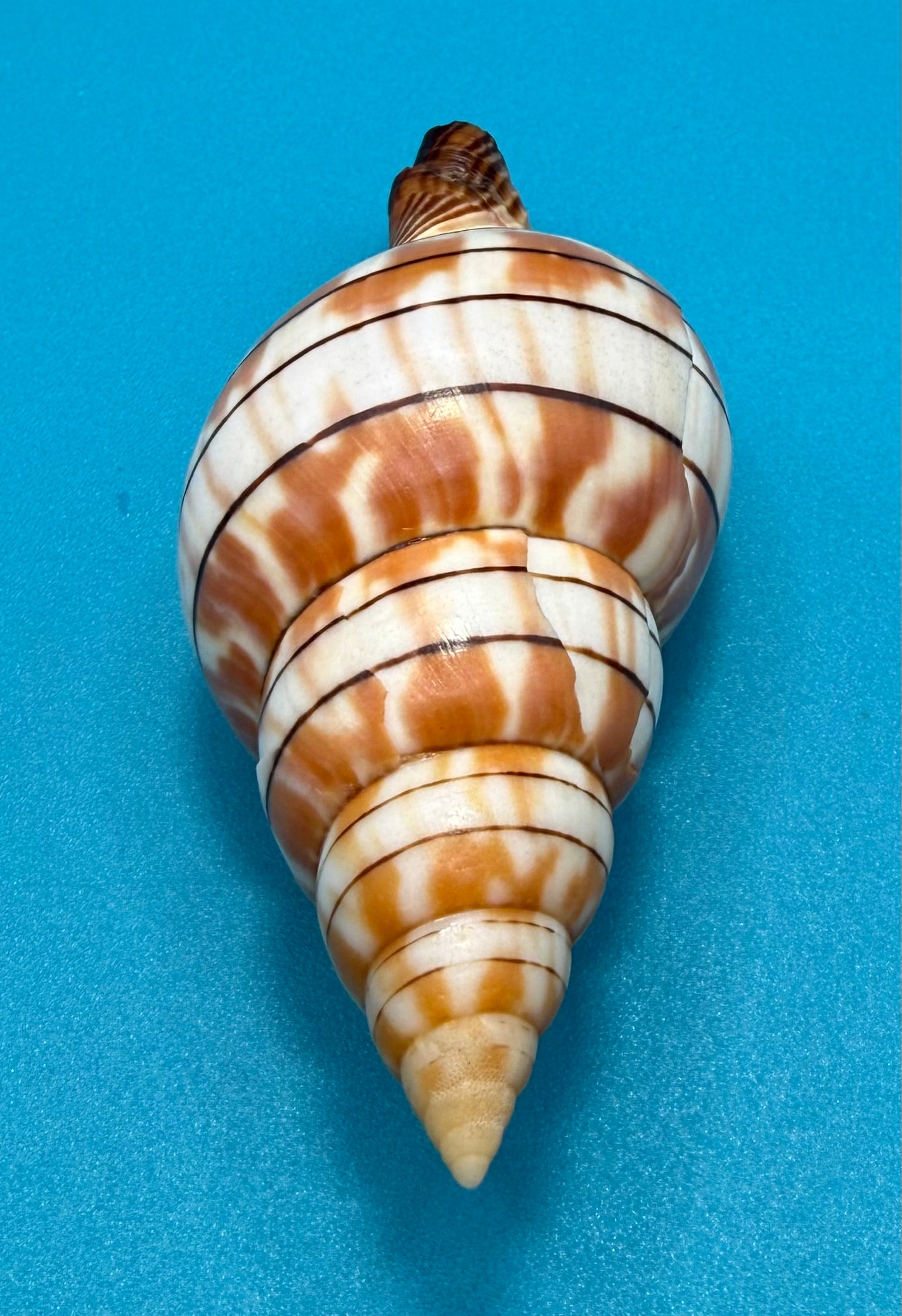 Cinctura tortugana — Tortugas Shell Collection Specimen (92.5mm)