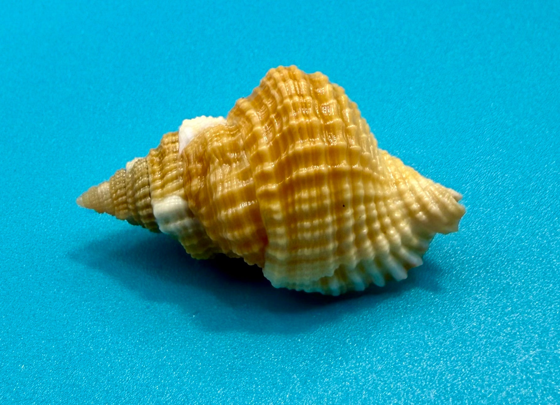 Distorsio mcgintyi – McGinty’s Distorsio – Pulley Ridge – 39.7mm