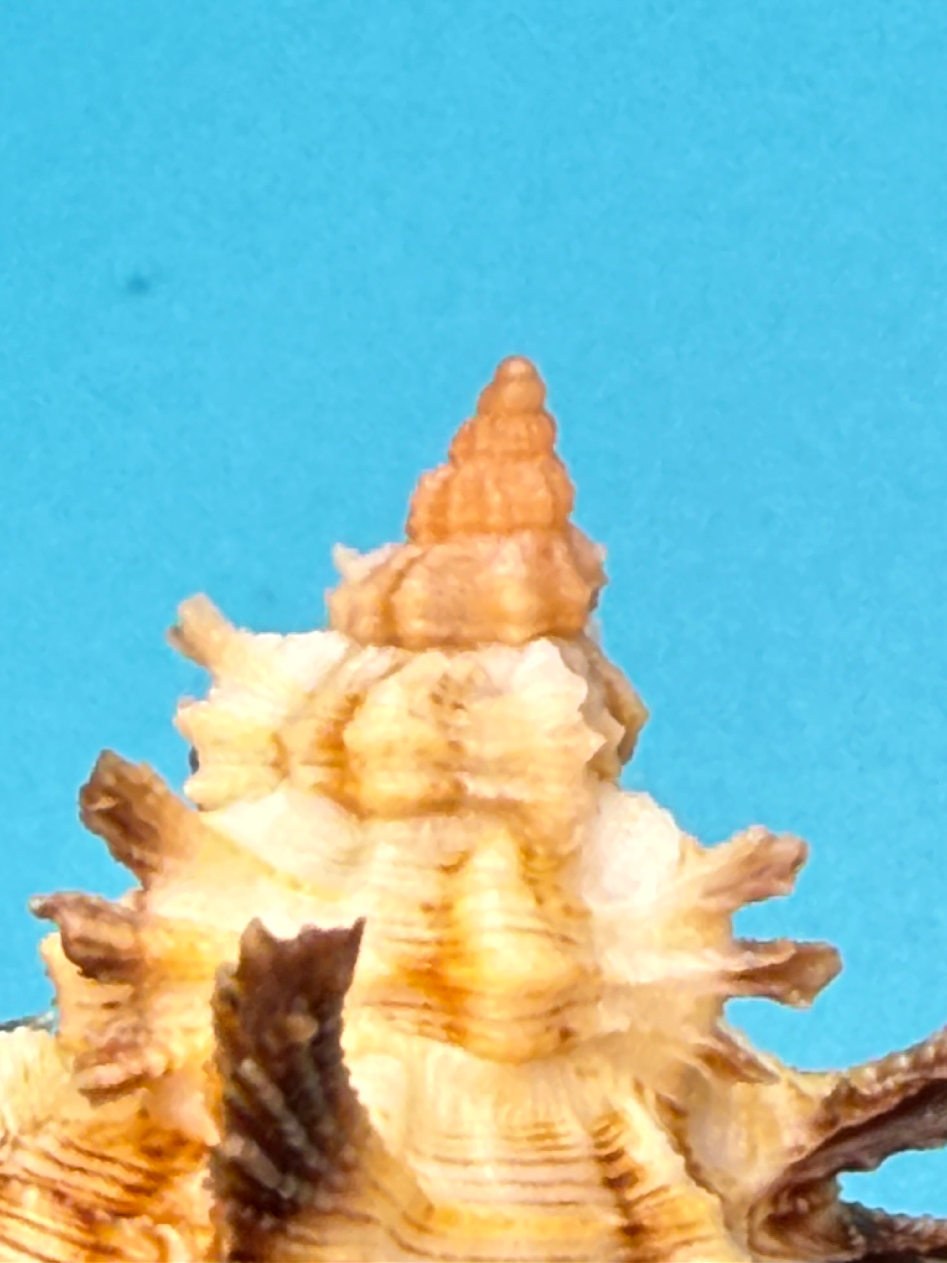 Chicoreus riverai – Dry Tortugas – 39.2 mm – Dark Frond Form – F+++ w/o