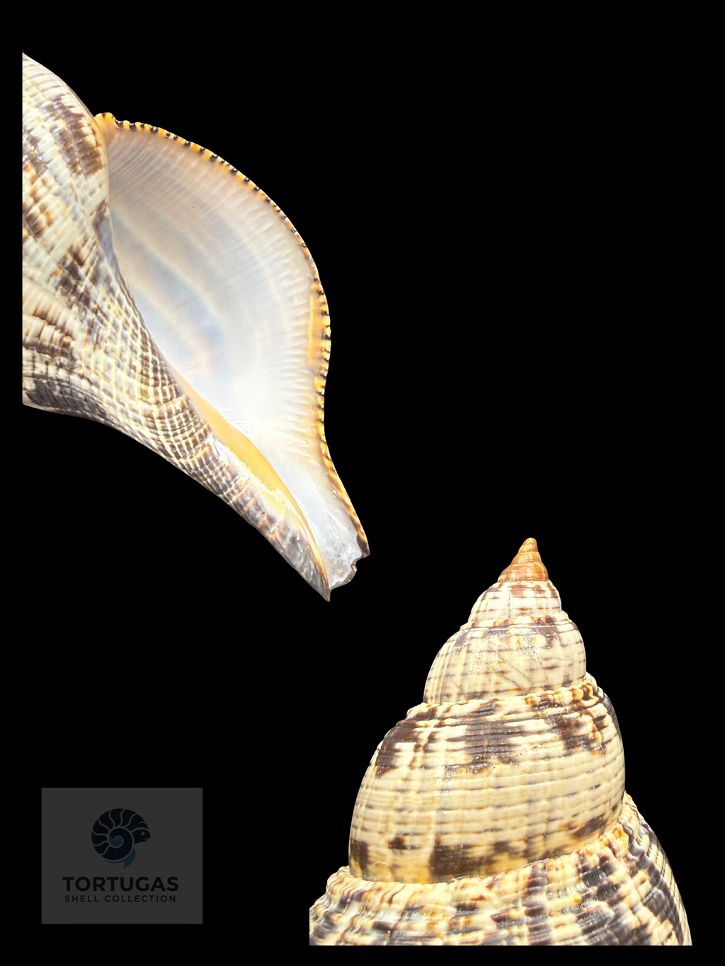 Fasciolaria tulipa f. scheepmakeri Kobelt, 1875– 150 mm – Dry Tortugas, Florida
