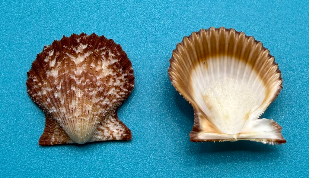Lindapecten muscosus – Scallop – Dry Tortugas – 25.2mm – Matched Pair