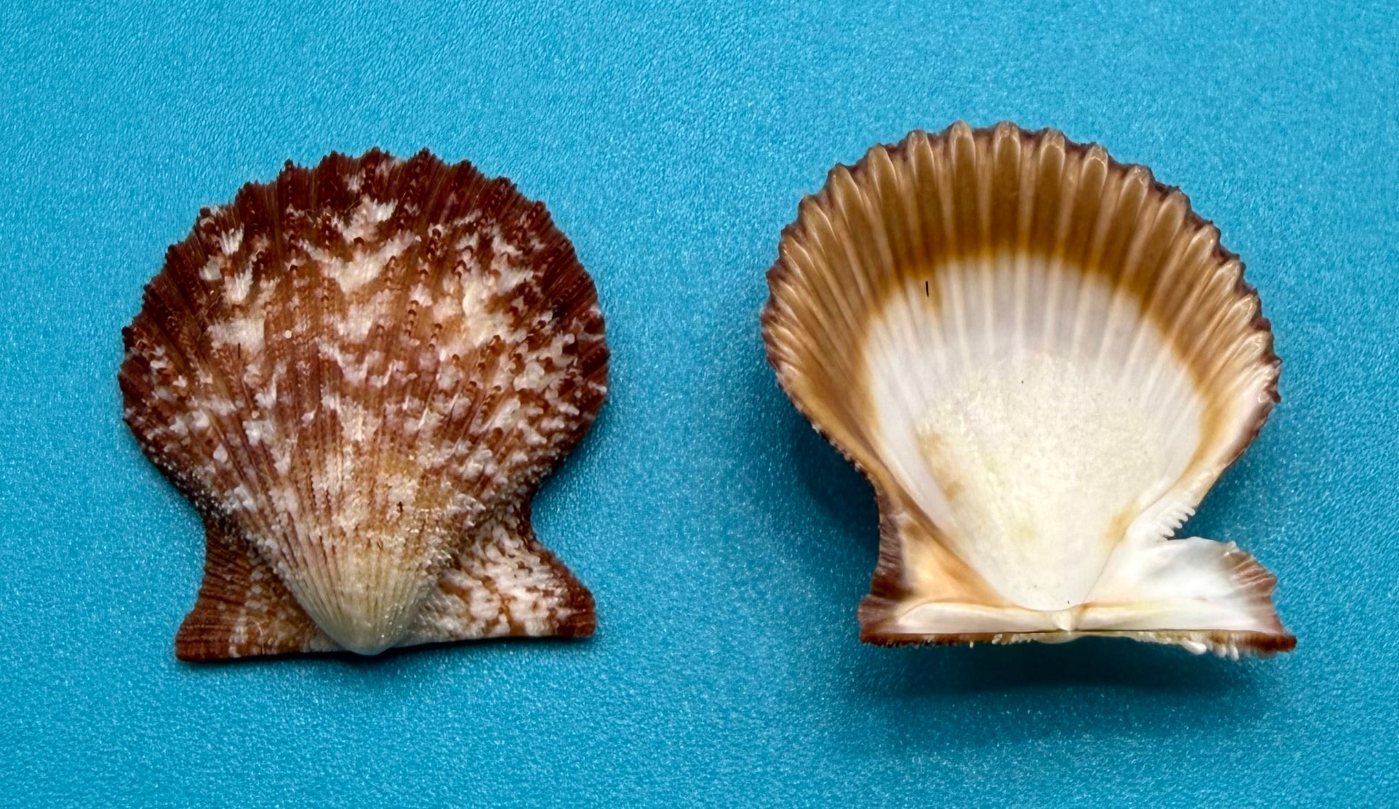Lindapecten muscosus – Scallop – Dry Tortugas – 25.2mm – Matched Pair