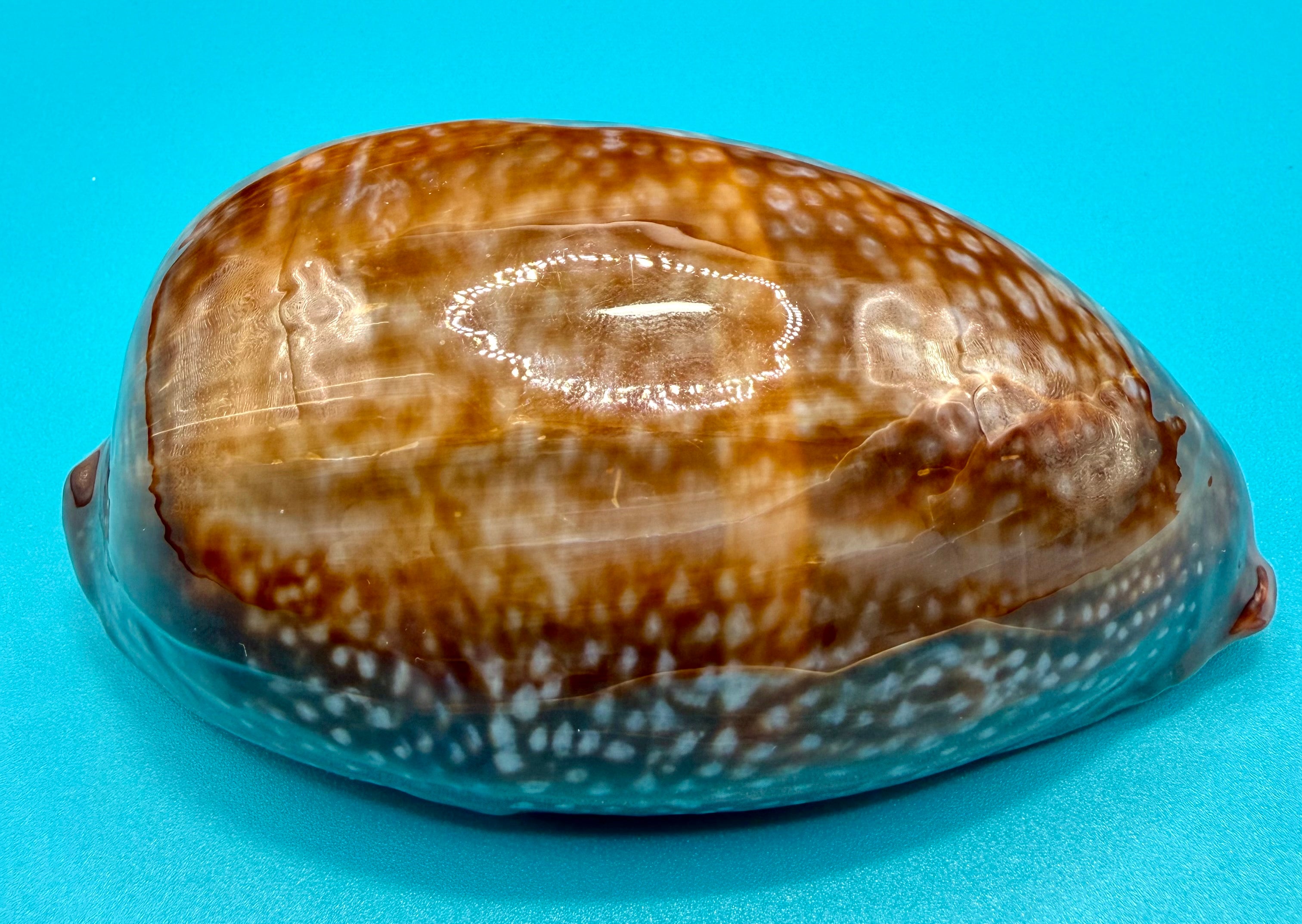 Macrocypraea cervus (Linnaeus, 1771) — 130mm | Dry Tortugas, FL | Tortugas Shell Collection