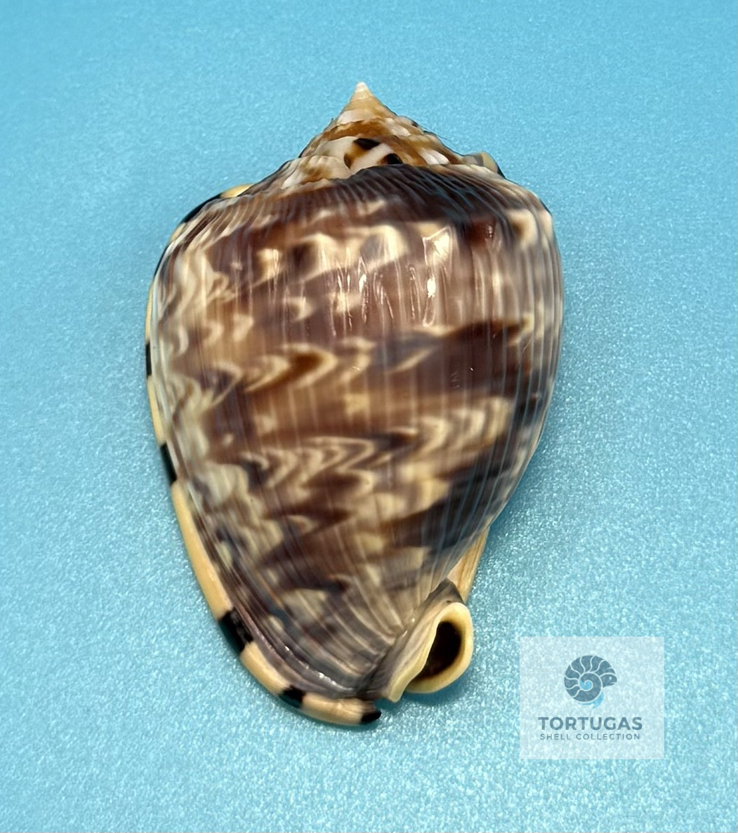 Cassis flammea 60.6mm – Dry Tortugas – Rivera Coll.