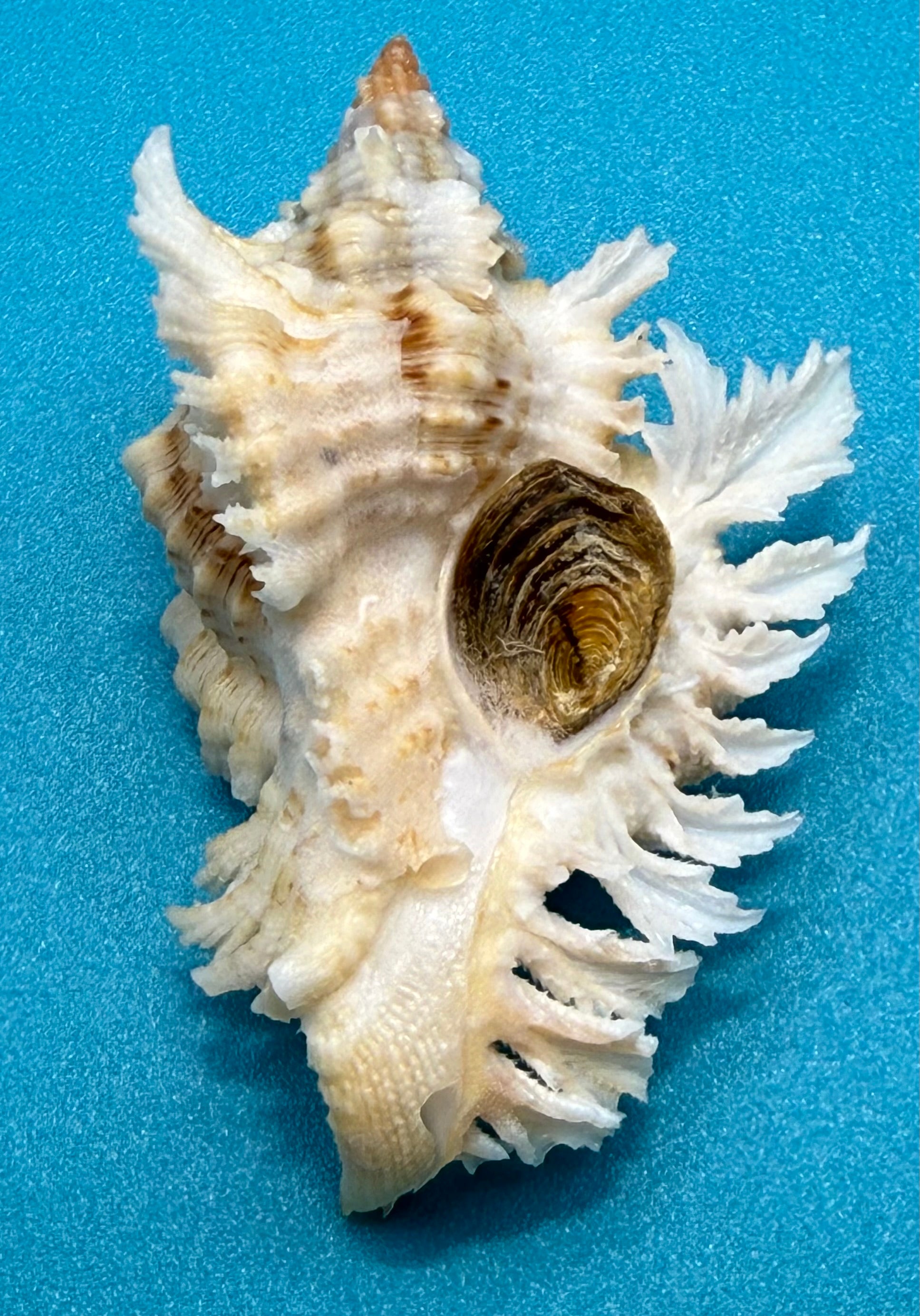 Chicoreus riverai  Petuch & Berschauer ,2026 — 55.2mm Deep-Water Murex • Dry Tortugas • Named After Collector • TSC Provenance