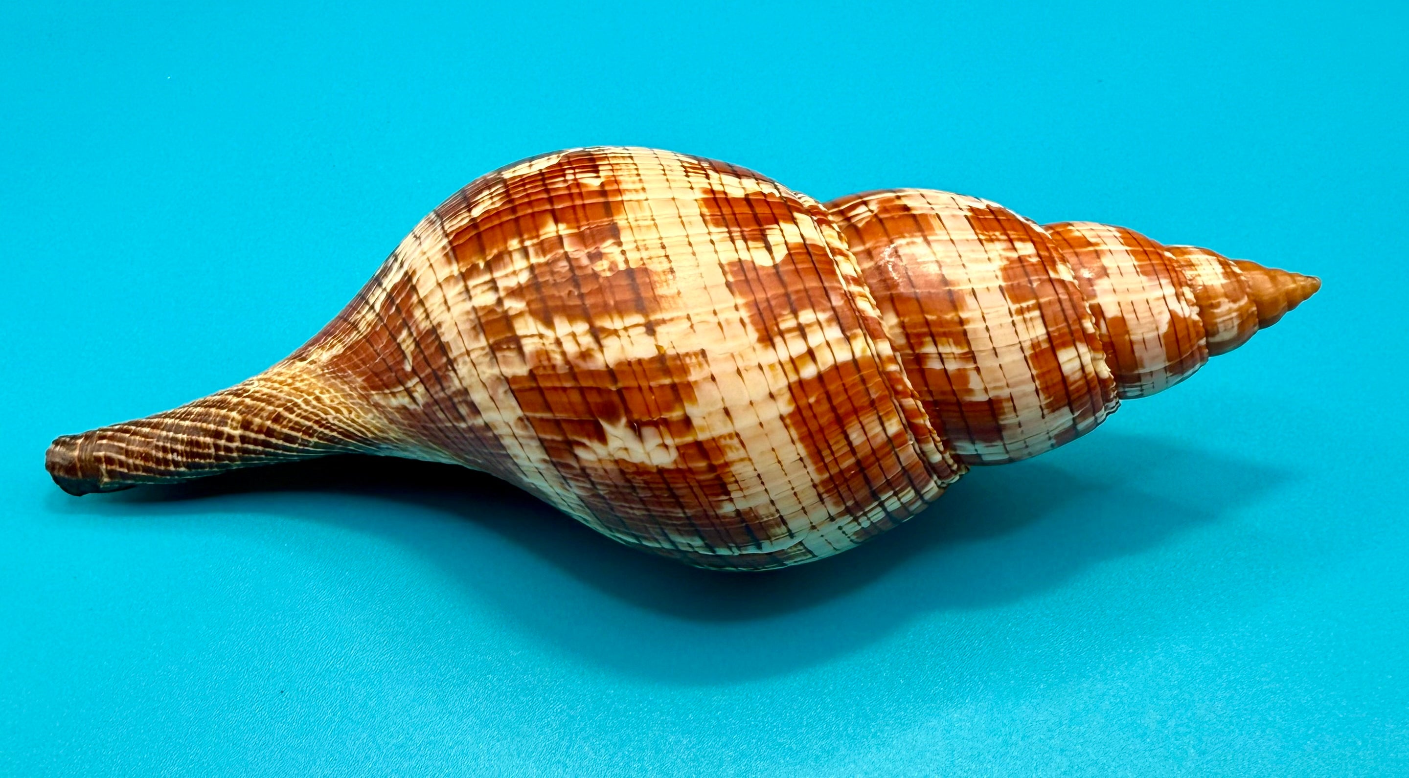 Fasciolaria riverai – Recently Described 2026 – Tortugas Shell Collection Specimen