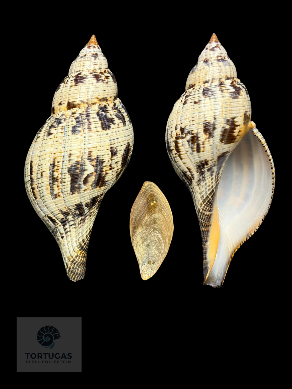 Fasciolaria tulipa f. scheepmakeri Kobelt, 1875– 150 mm – Dry Tortugas, Florida