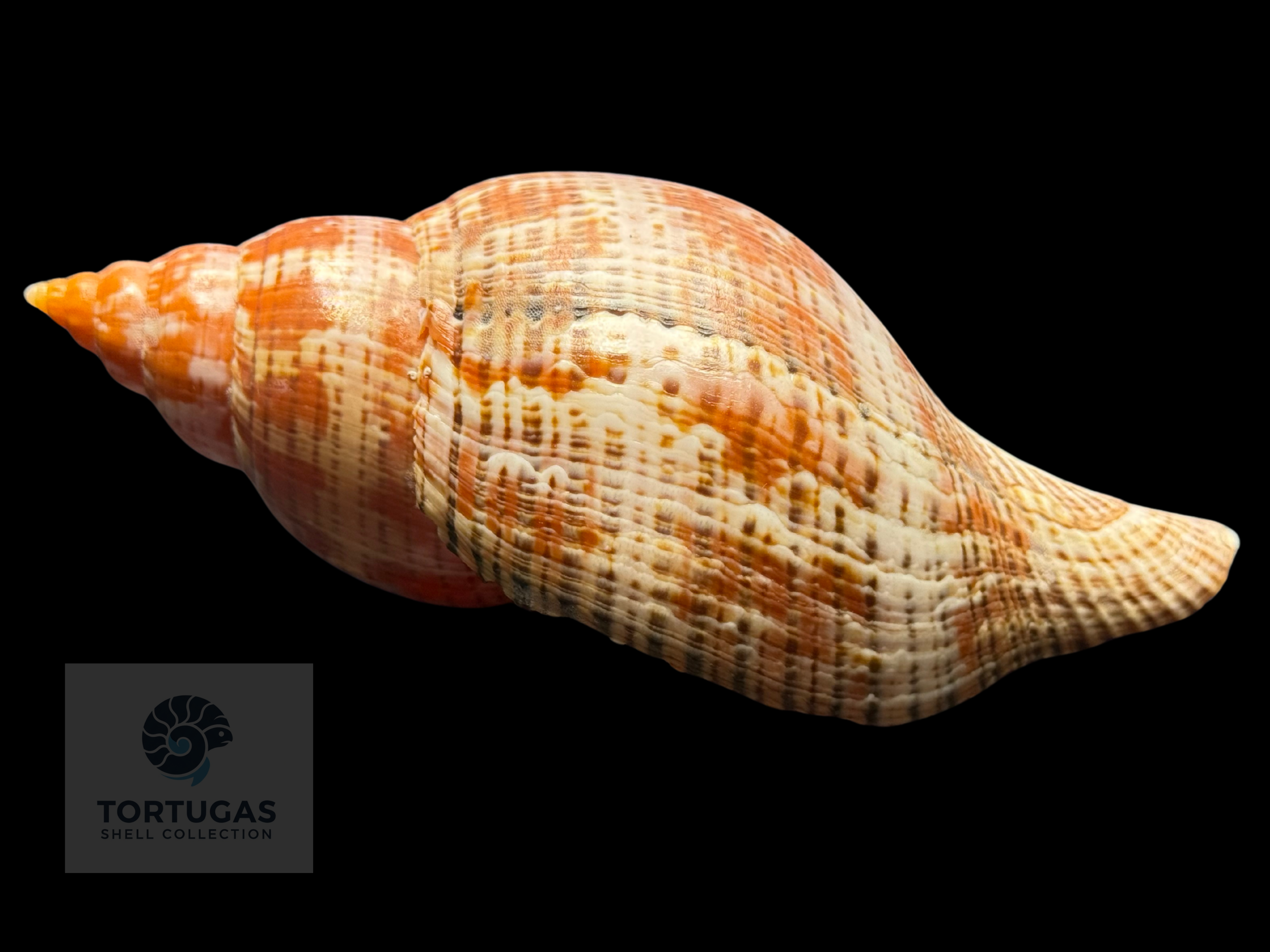 Fasciolaria bittneri Petuch & Berschauer, 2023 122.7mm Dry Tortugas