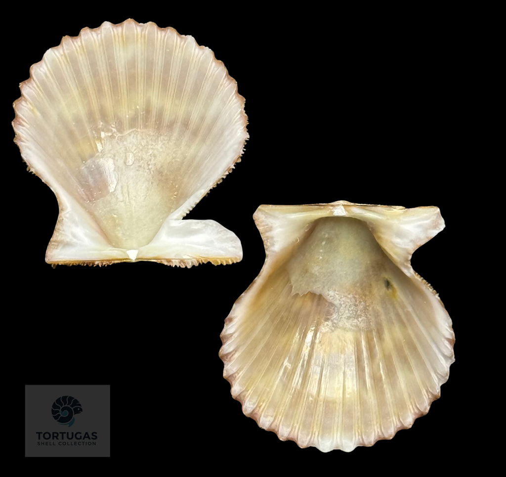 Lindapecten muscosus (W. Wood, 1828) – Matched Pair – 26.1 mm x 24.1 mm – TSC #0653PEC-TSC