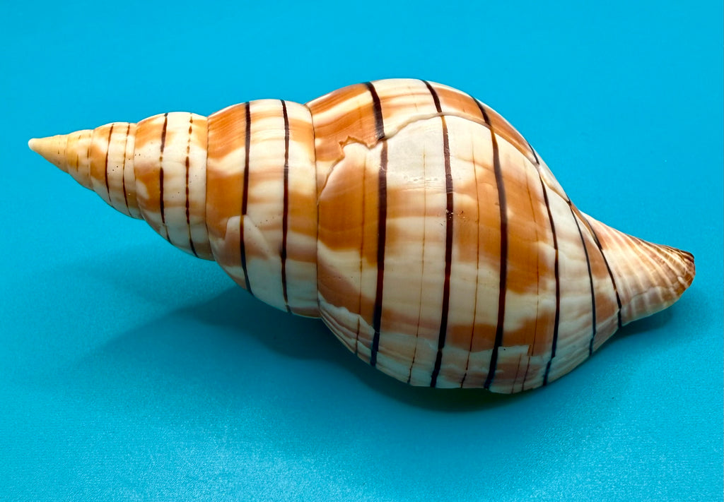 Cinctura tortugana 103.9mm – Pulley Ridge (260 ft) Trap Collected – Dry Tortugas – Tortugas Shell Collection