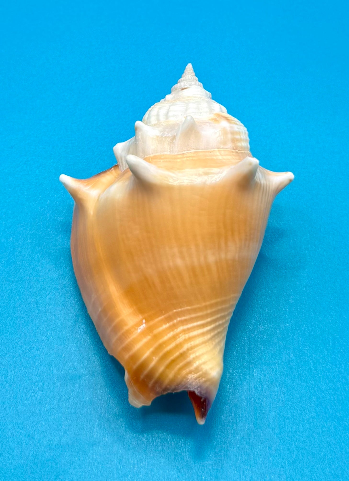 Strombus pugilis 75.8mm – Dry Tortugas Trap Collected – Rivera Collection