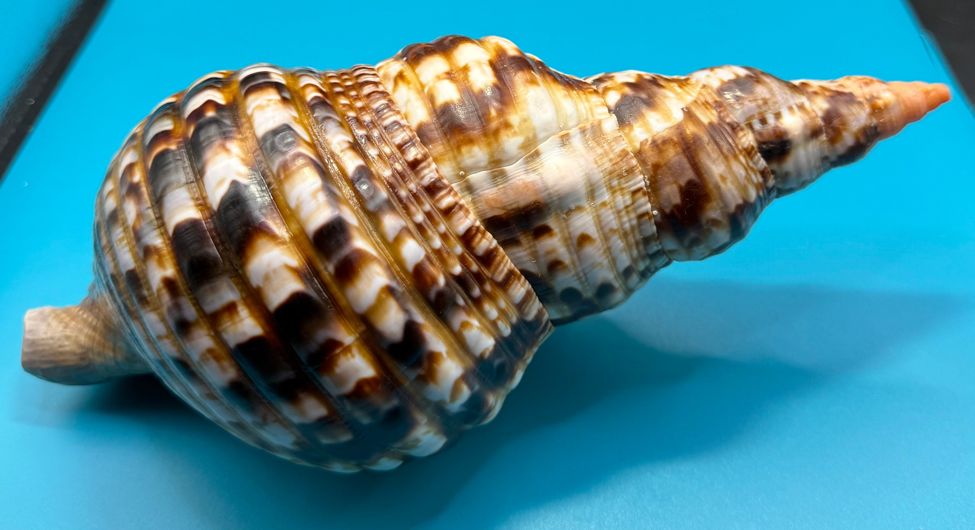 Charonia variegata 266.7mm – Giant Triton – Dry Tortugas – Rivera Coll.